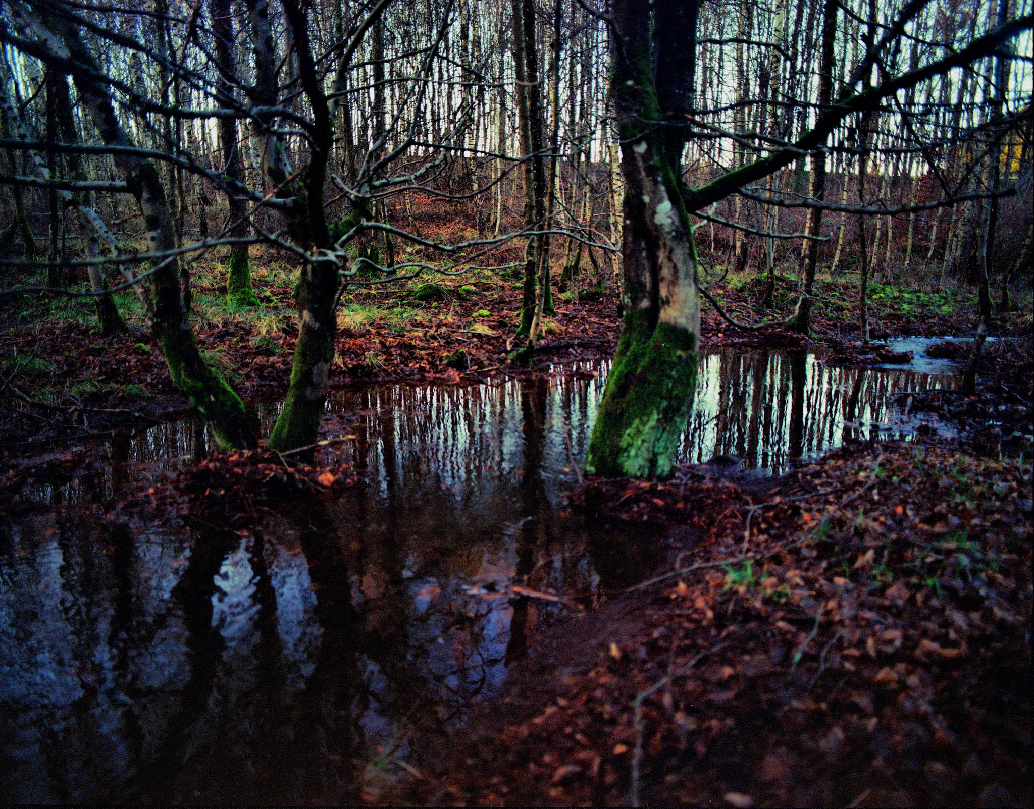 2018 01 18 pentax 6x7  04 39774097191 o