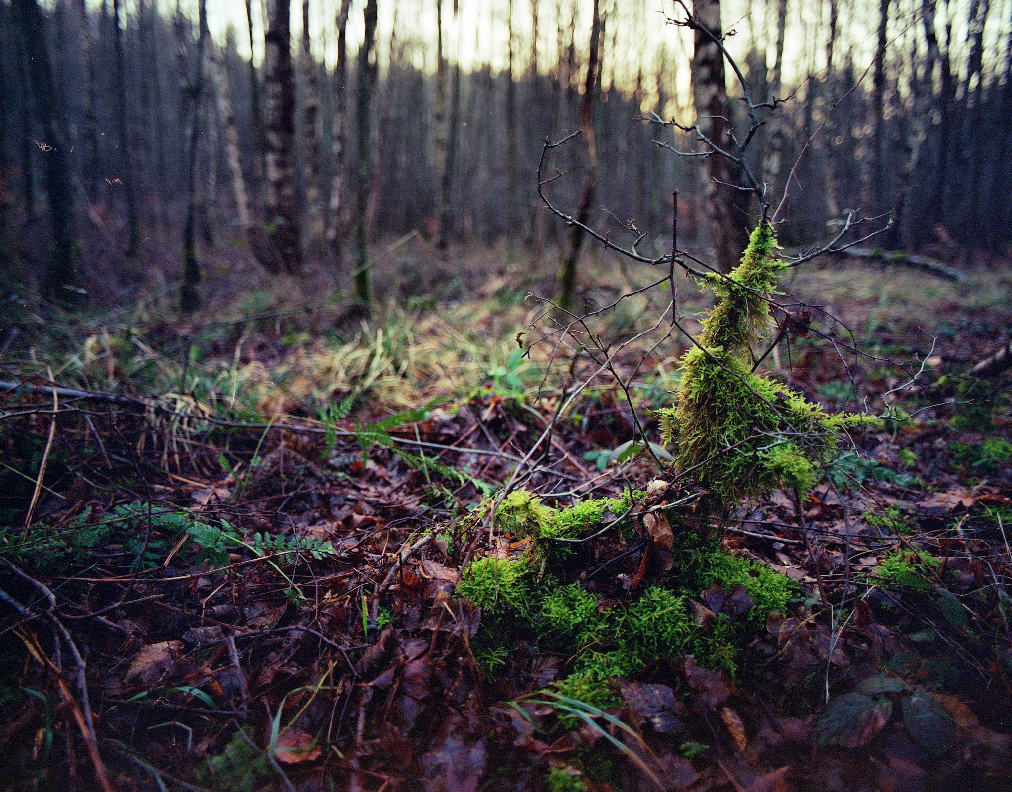 2018 01 18 pentax 6x7  05 27995507859 o