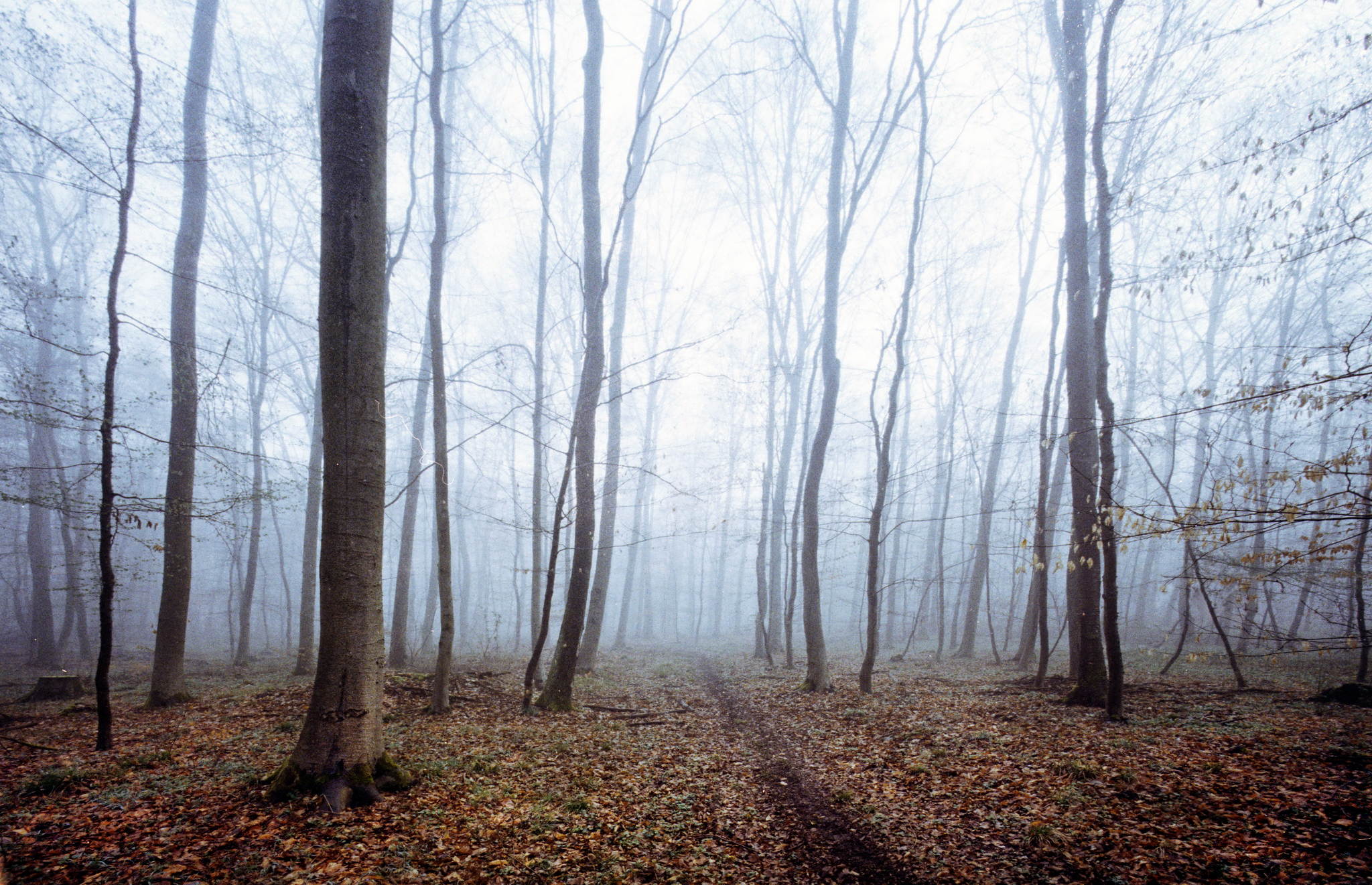 2018 03 25 canon iv 31b 41372366102 o