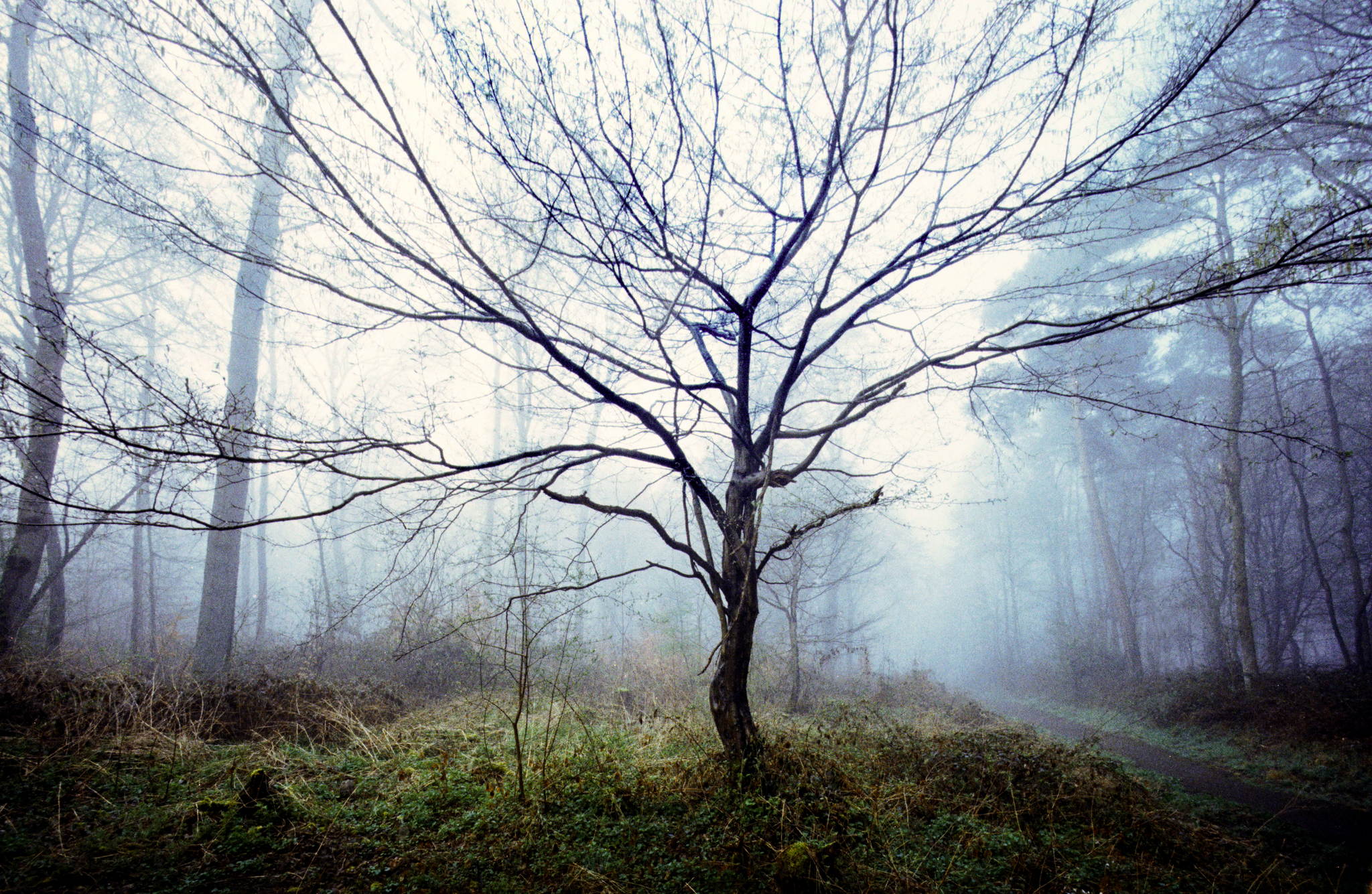 2018 04 11 leica iii heliar 39606047150 o