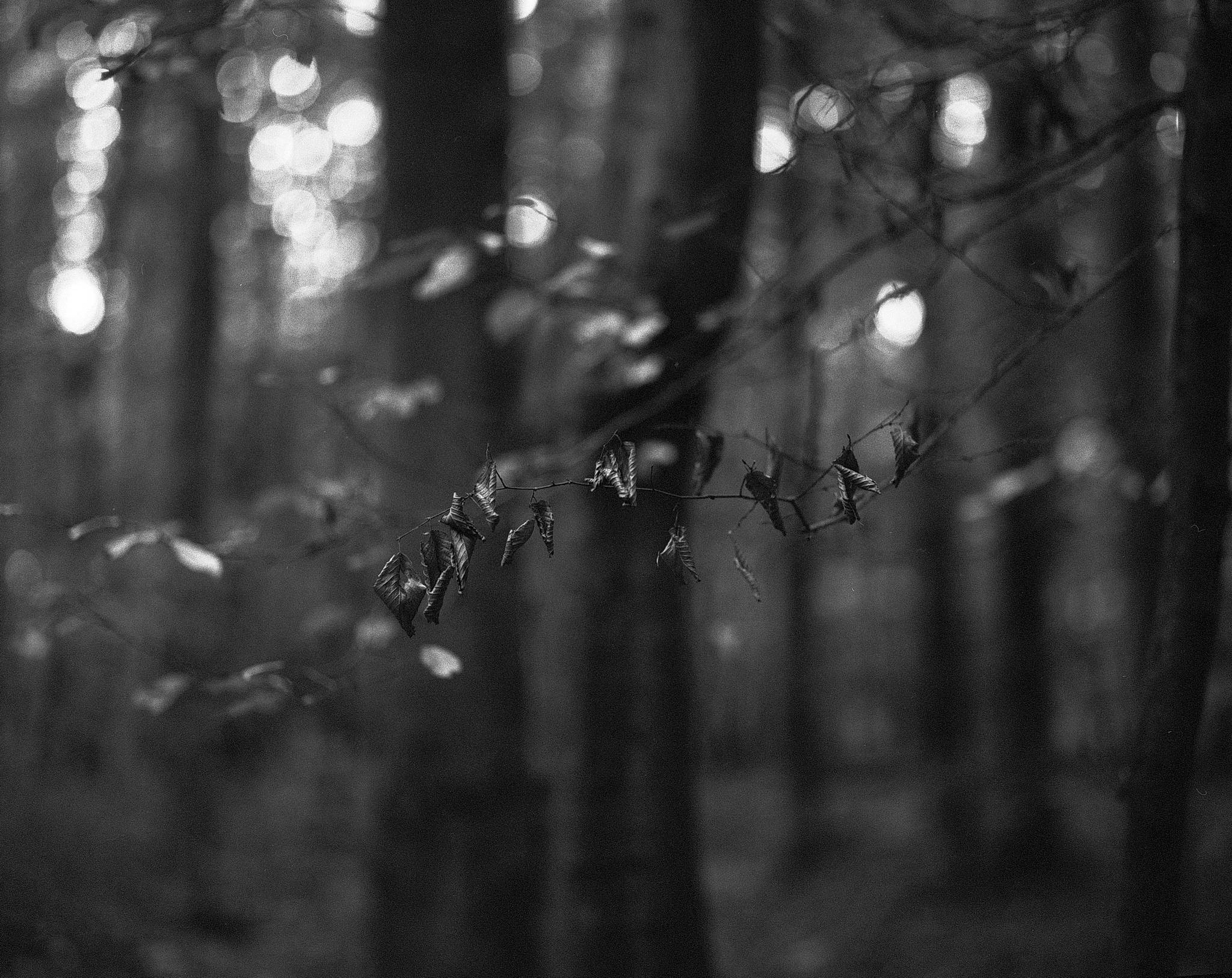 2018 09 28 pentax67 trix400  5 30037986107 o