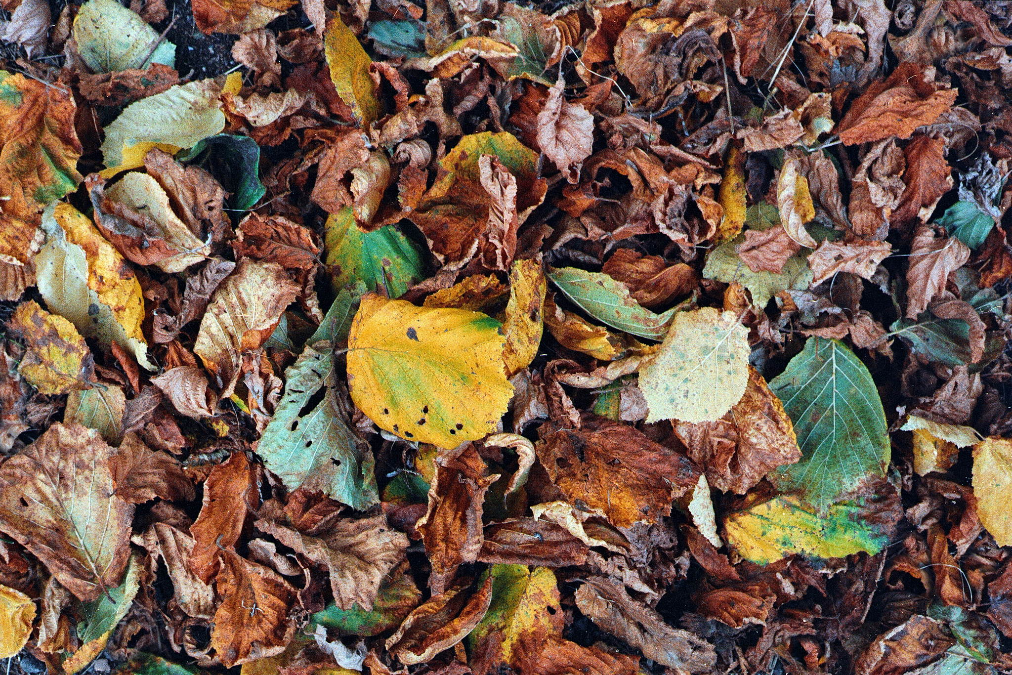 2018 10 22  leicacl 23 31631373428 o