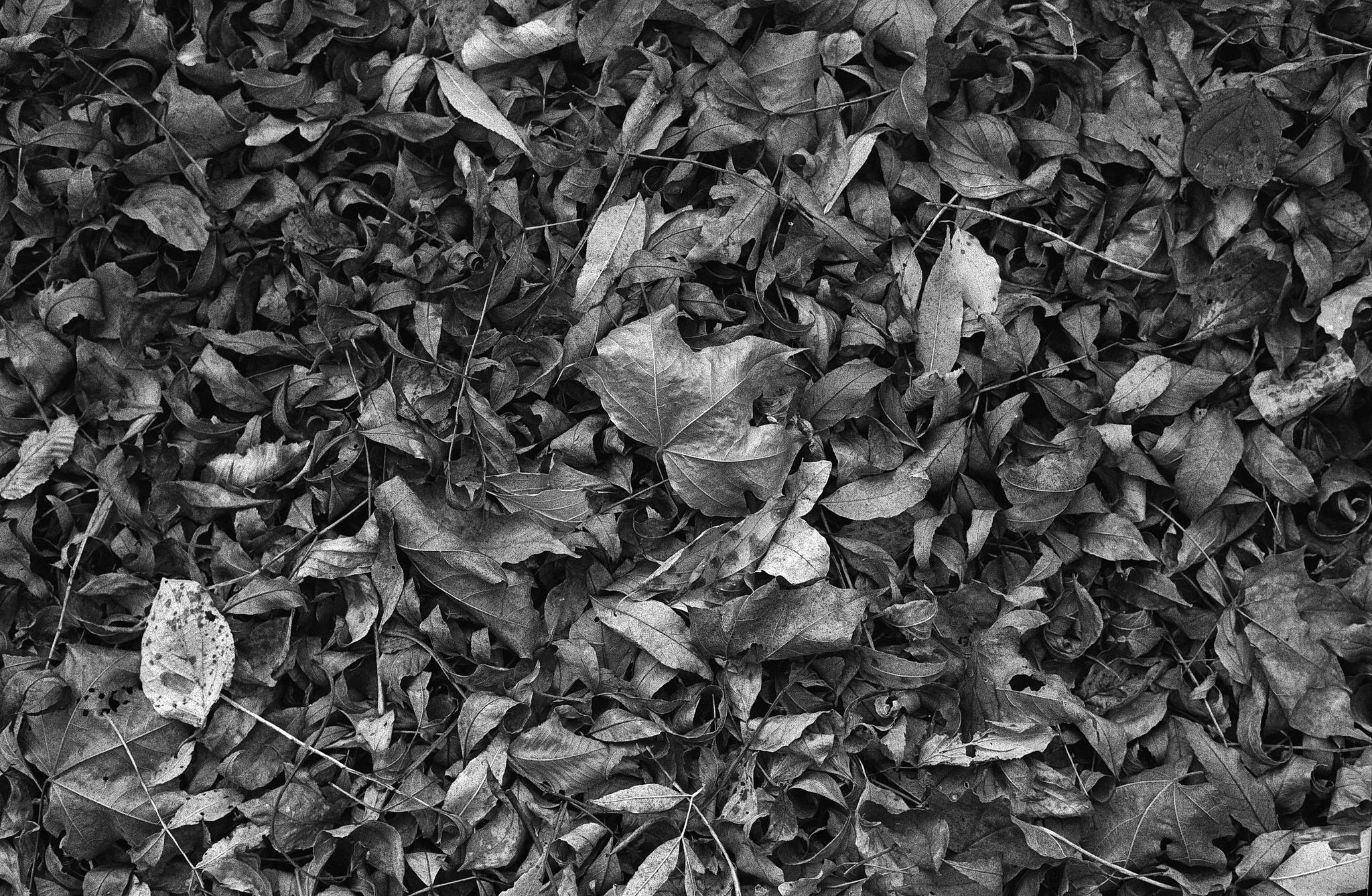 2018 10 27 cle  4 44930422544 o