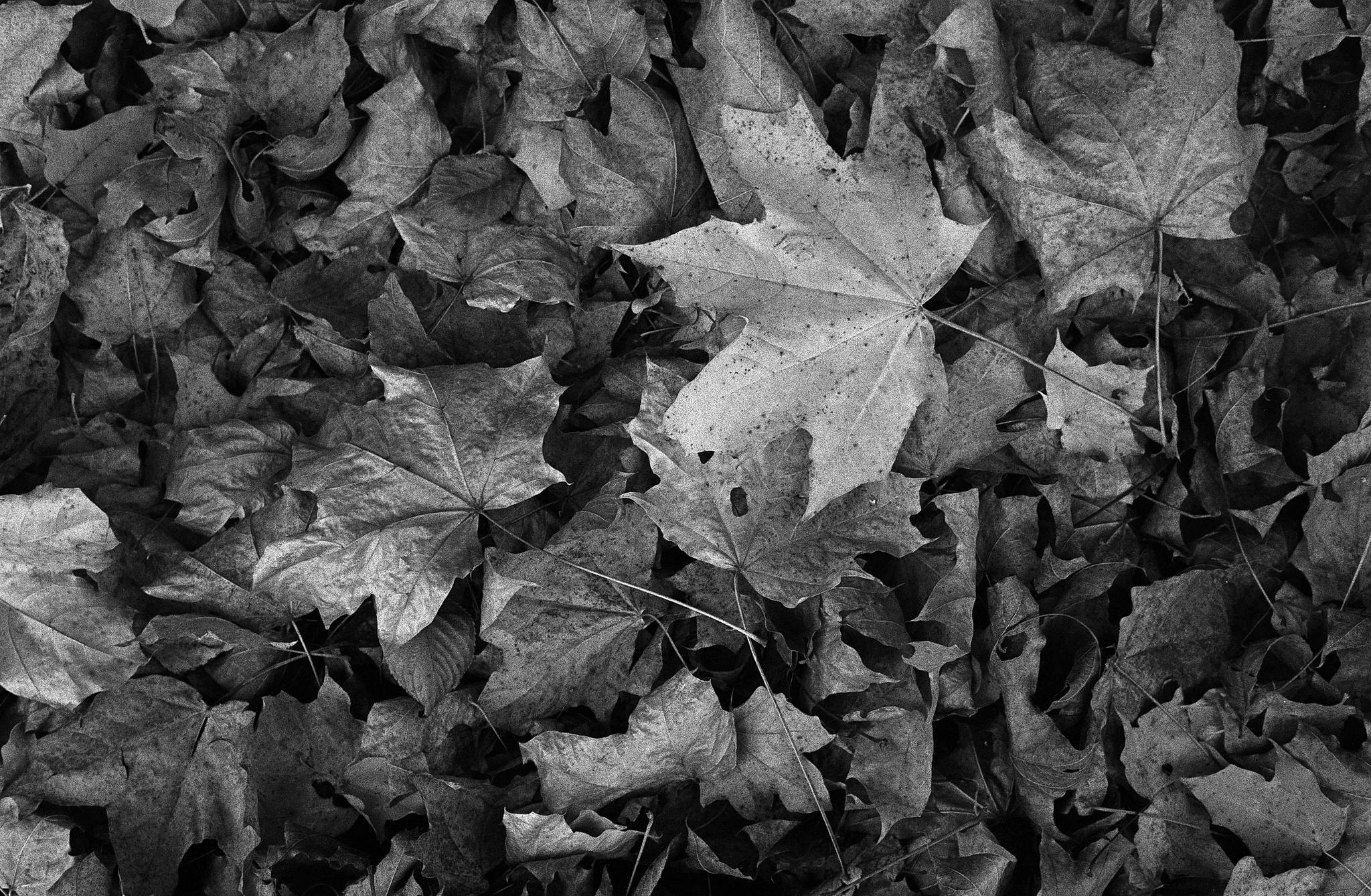 2018 10 27 cle  5 45655508171 o