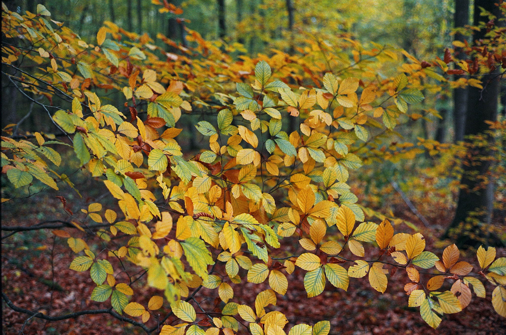 2018 11 02 cle vista 400 12 45649998882 o