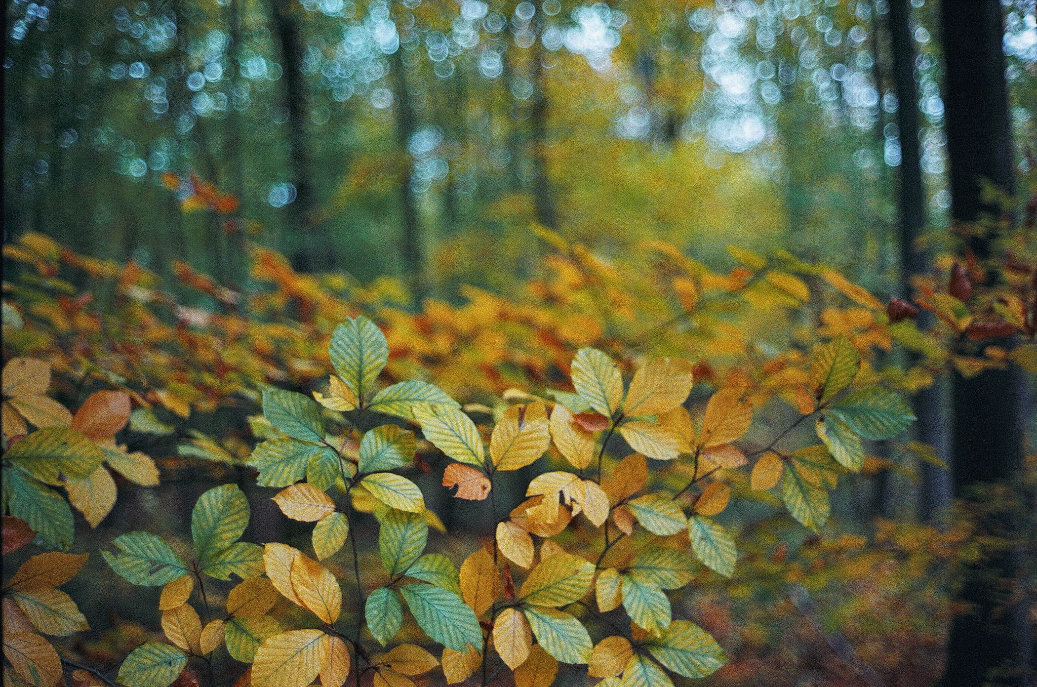 2018 11 02 cle vista 400 16 43882758670 o