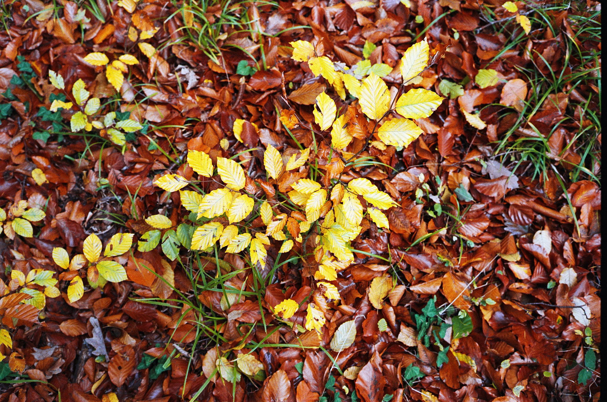 2018 11 02 cle vista 400 21 45650025702 o