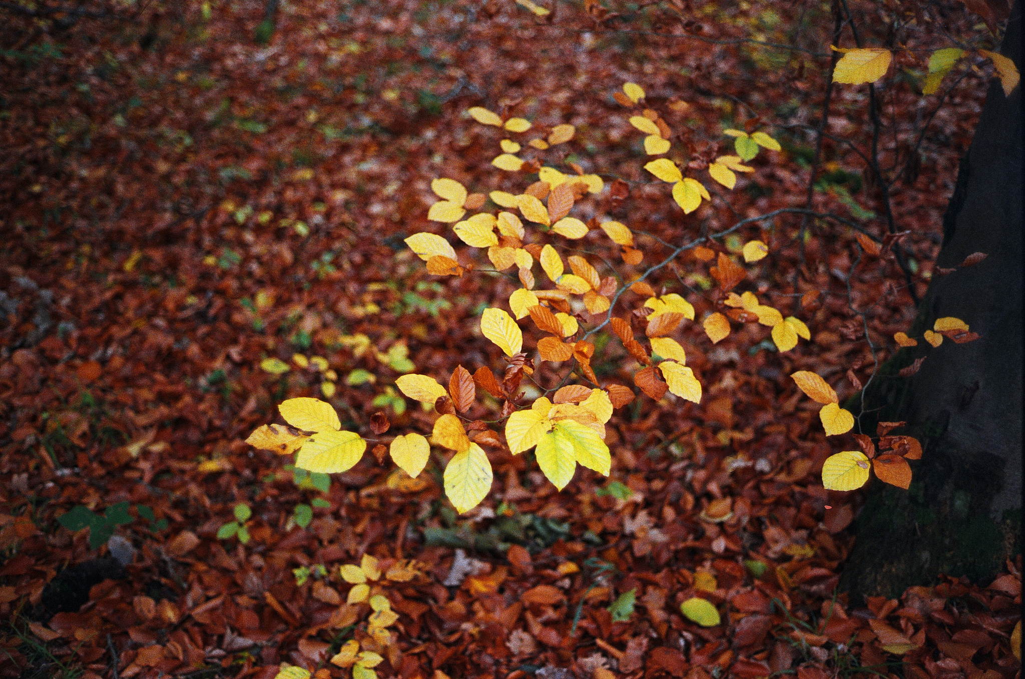 2018 11 02 cle vista 400 25 44975783944 o