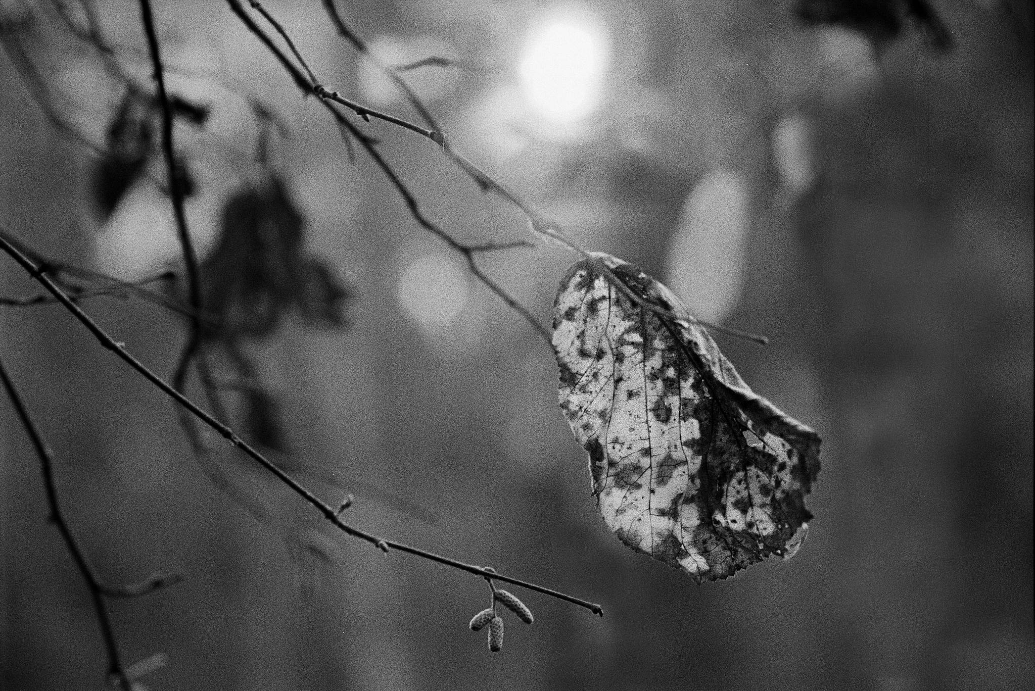 2018 11 14 cle apx100 17 45844928232 o