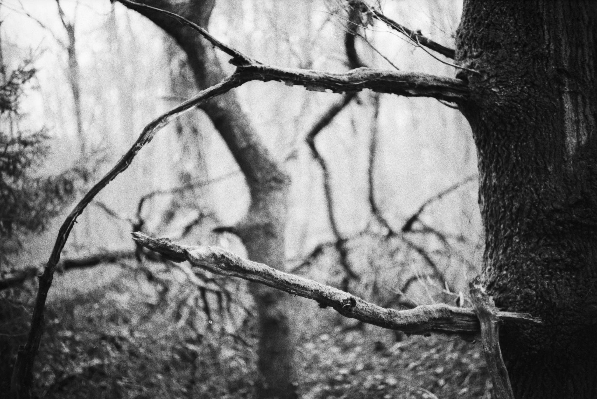 2019 01 03 cl trix400 fg10  16 45716183035 o