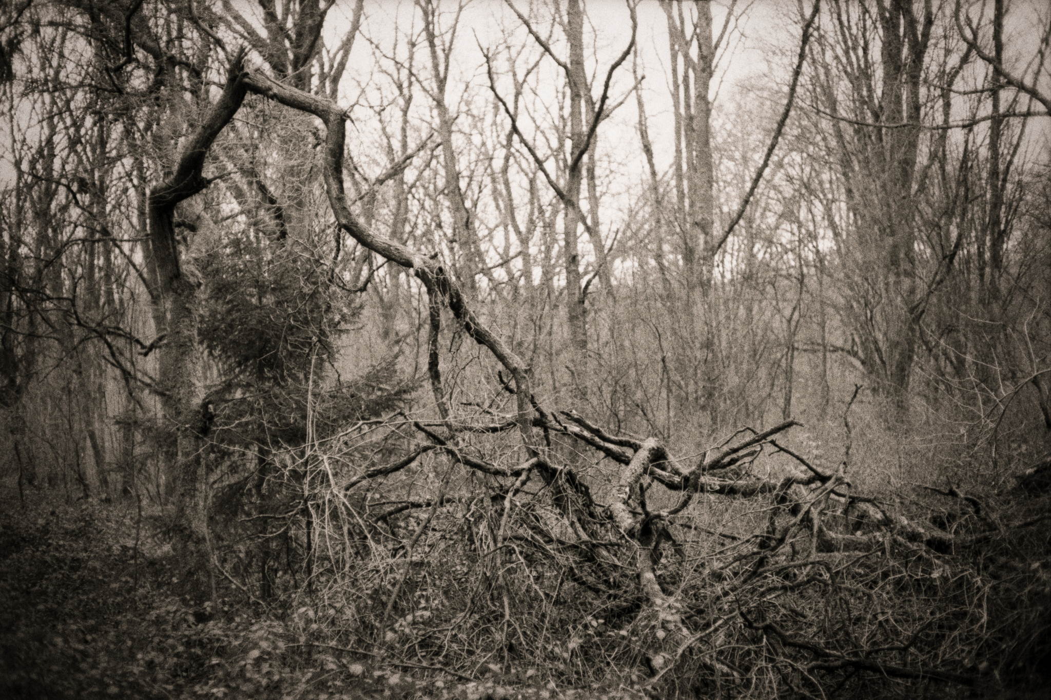 2019 01 03 cl trix400 fg10  4a 45716108265 o