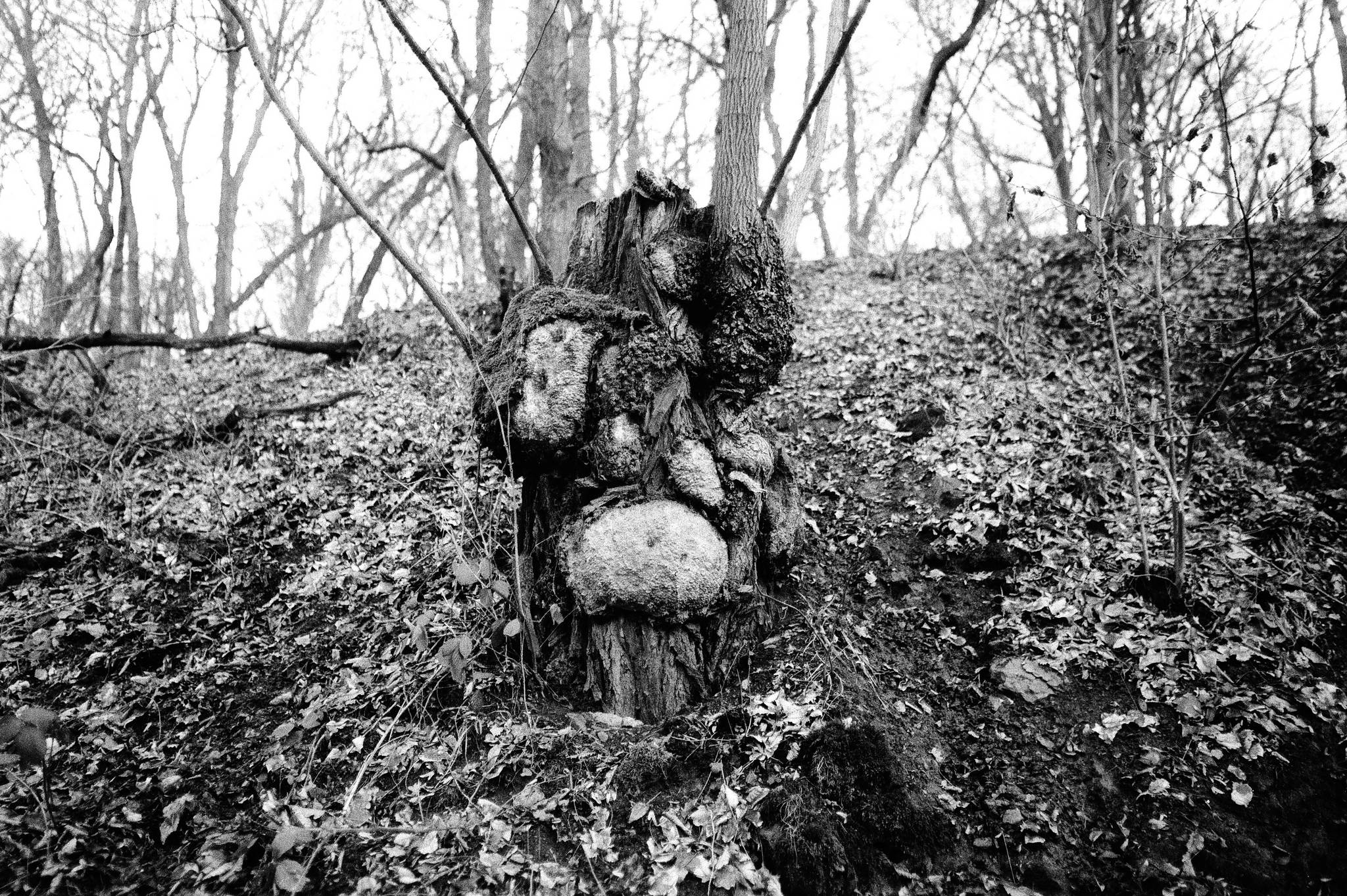 2019 01 18 cle 7artisan apx100 18 39827446173 o