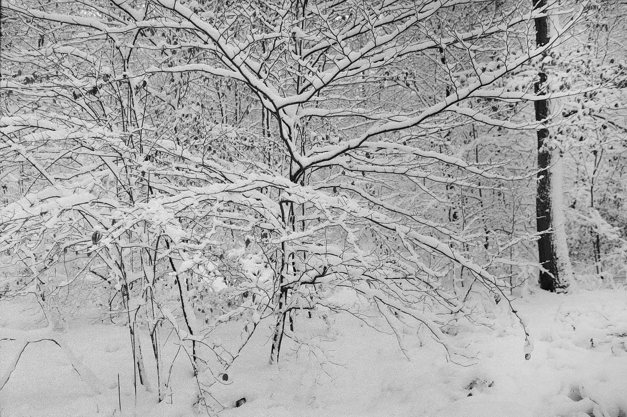 2019 01 31 m6 7artisans 28 apx100 21a 46903213552 o