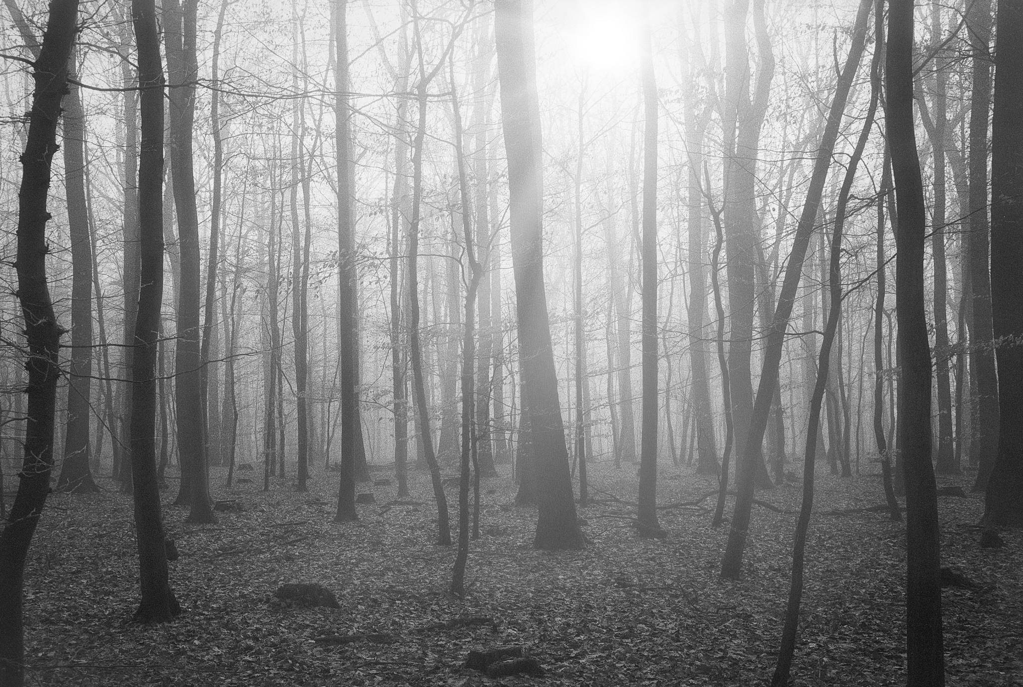 2019 02 13 leica cl summicron c foma400a 46171289325 o