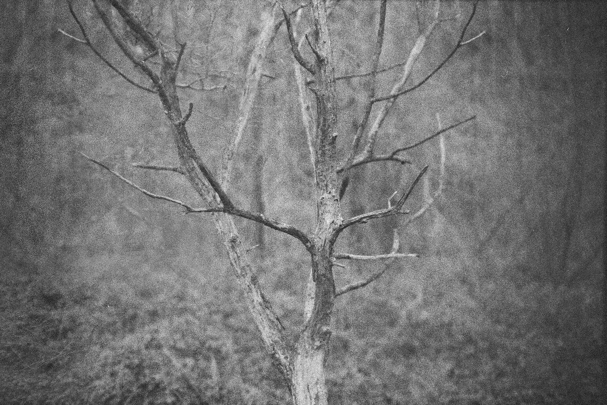 2019 03 09 leica m6 7artisans 28 ilford hp5 9 32394910607 o