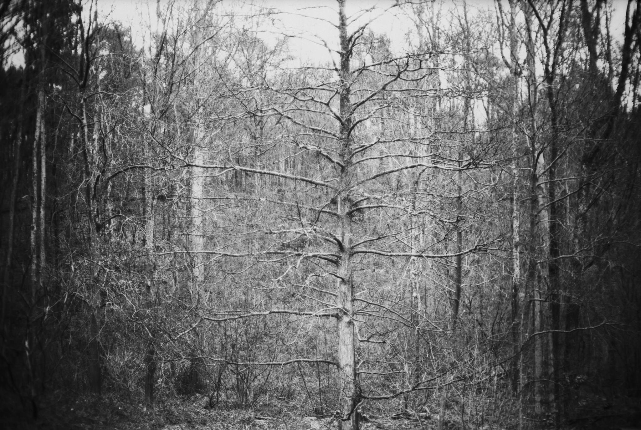 2019 03 14 leica m6 7artisans 50 agfa ortho 25  2 33504768118 o