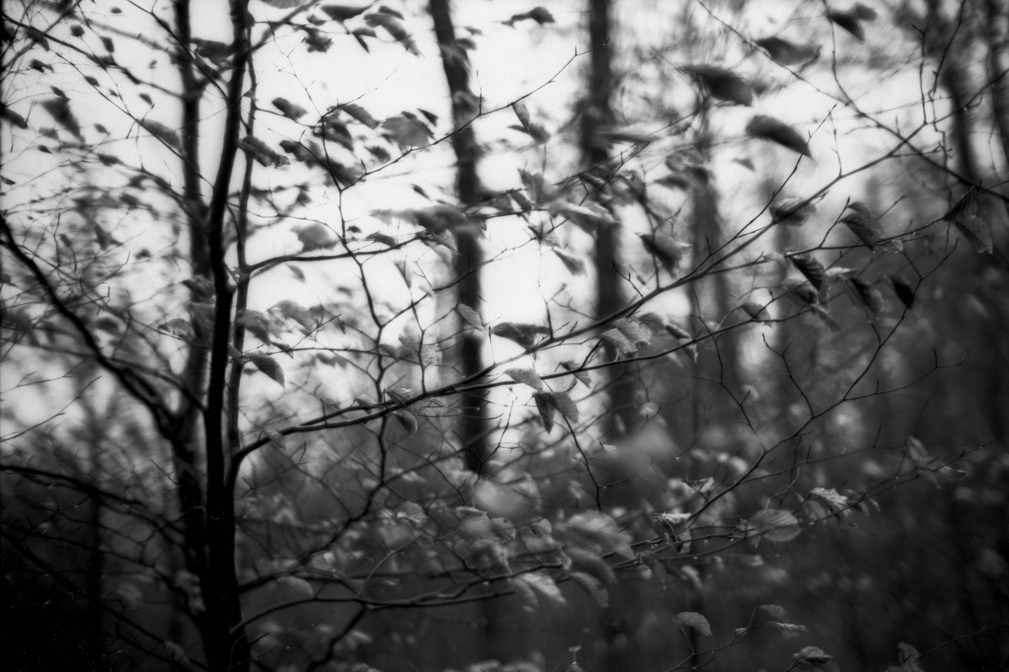 2019 03 14 leica m6 7artisans 50 agfa ortho 25 20 47341602412 o