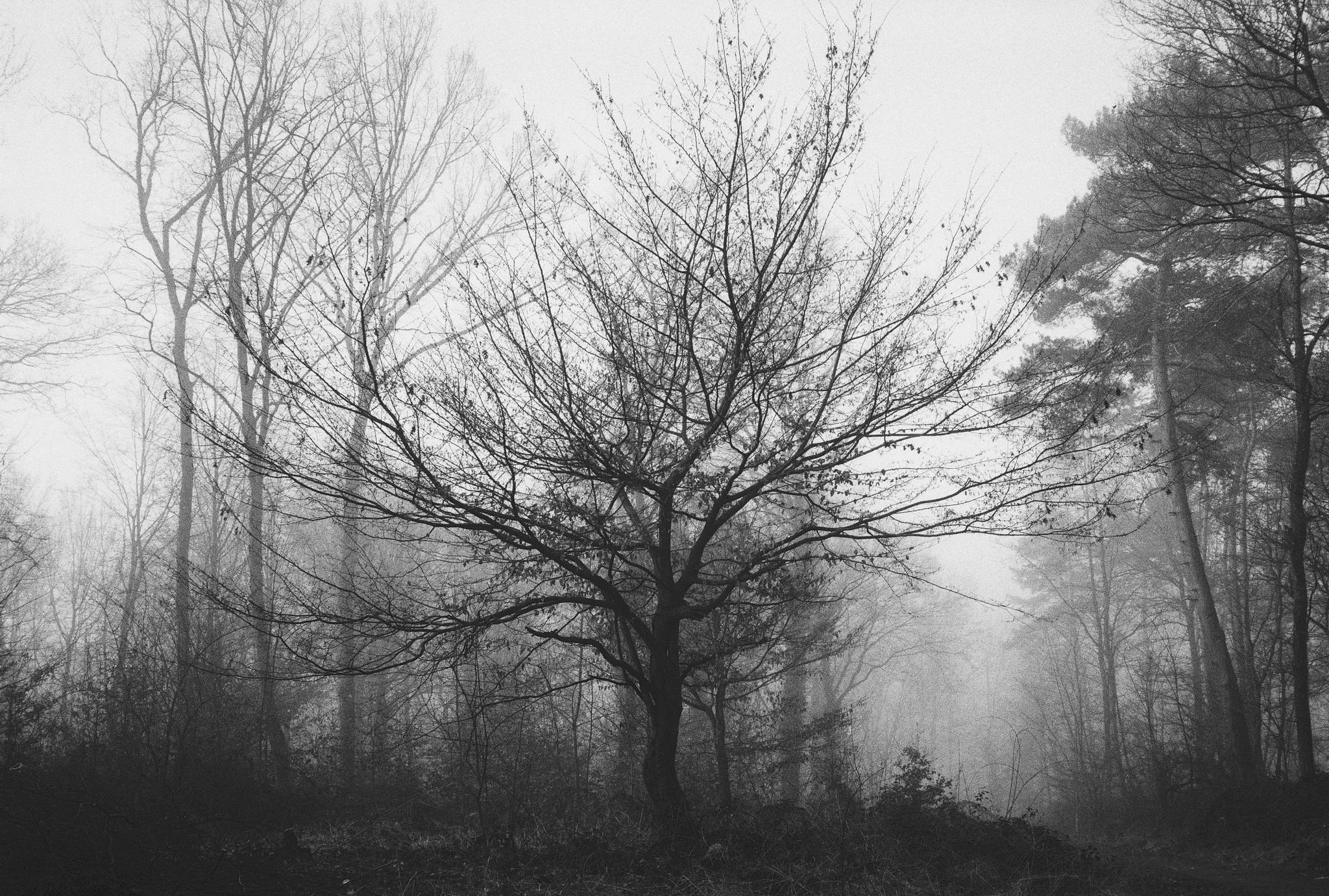 2019 03 19 leica m6 7artisans 35 fp4 exp 1983 33546697918 o