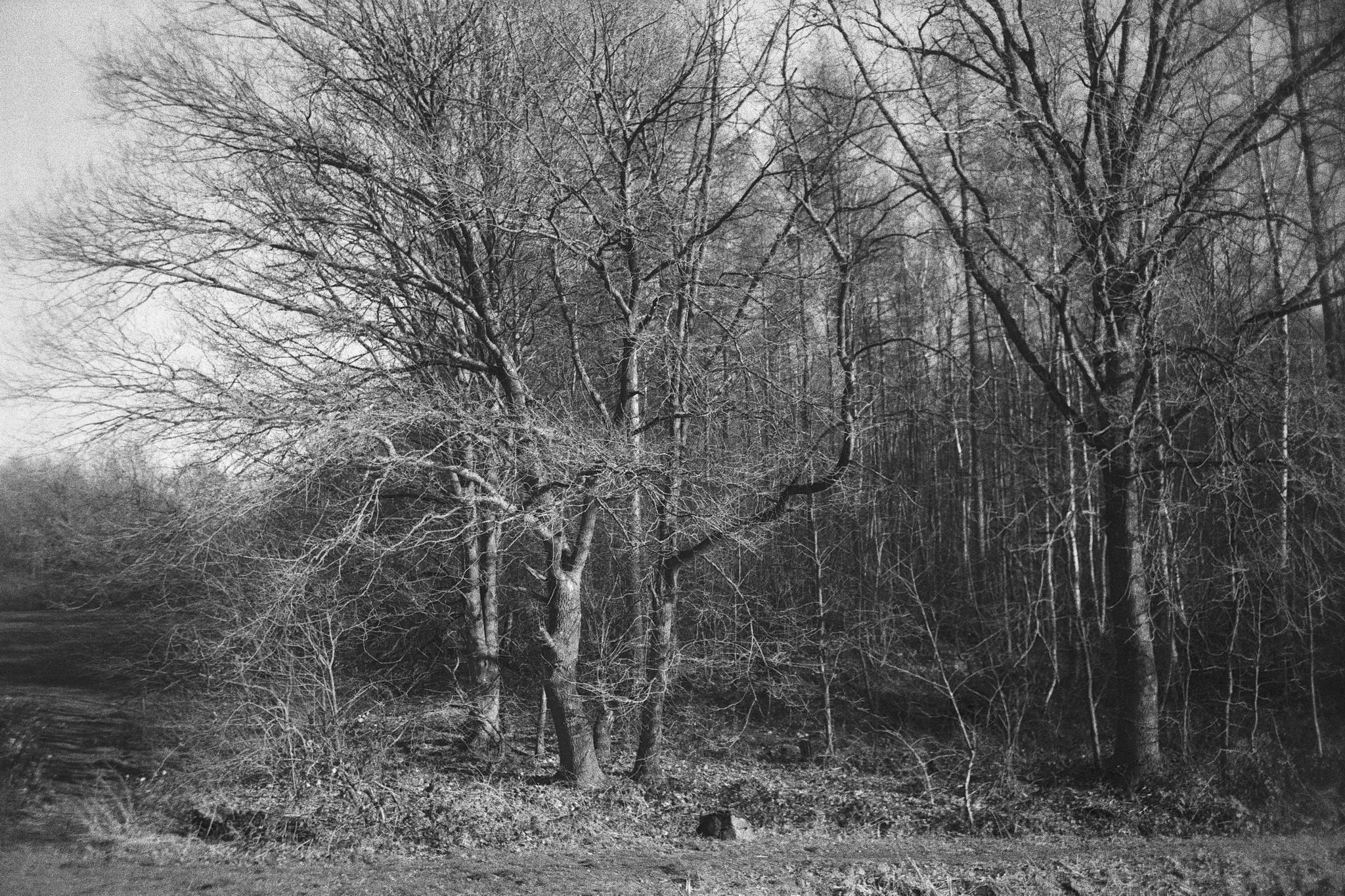 2019 03 19 leica m6 jupiter 12 fp4 exp 1983 46699800574 o