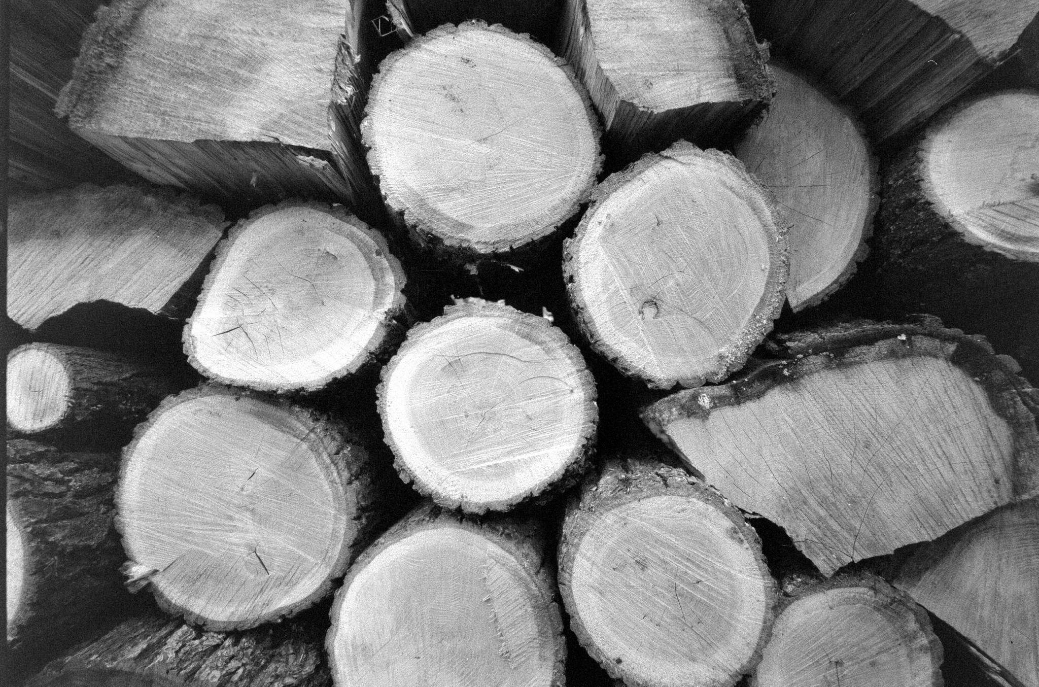 2019 04 03 bessa l foma 400 04 46809970144 o