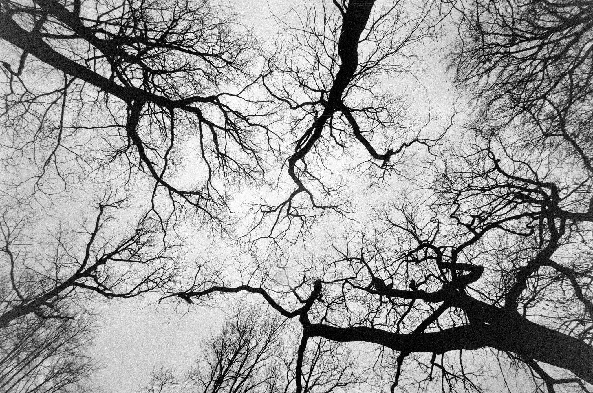 2019 04 03 bessa l foma 400 11 47478765122 o