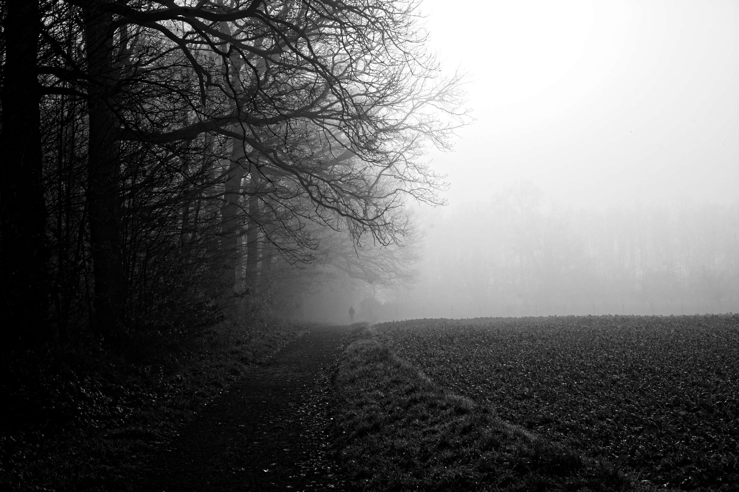 2025 11 16 Nebelwald 02 2500x1663