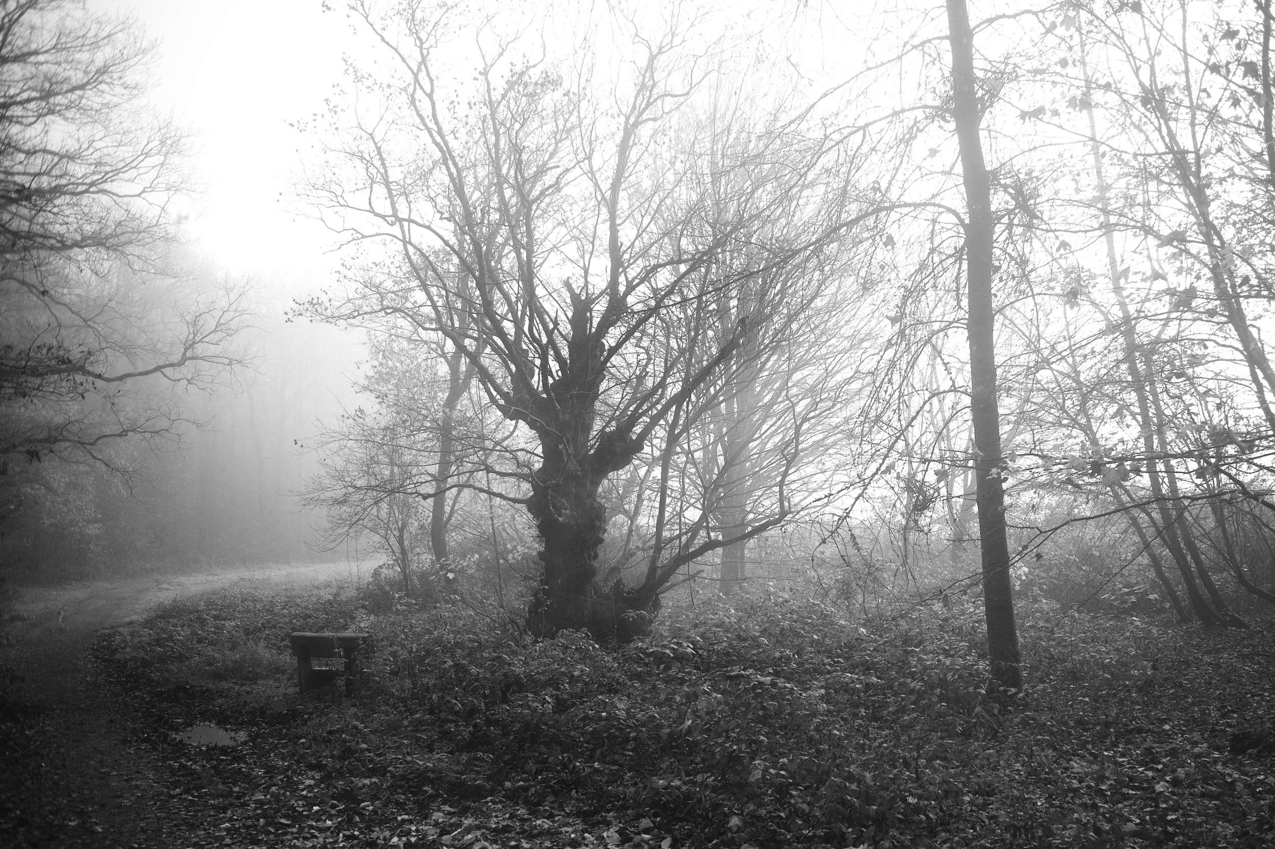 2025 11 16 Nebelwald 03 2500x1664