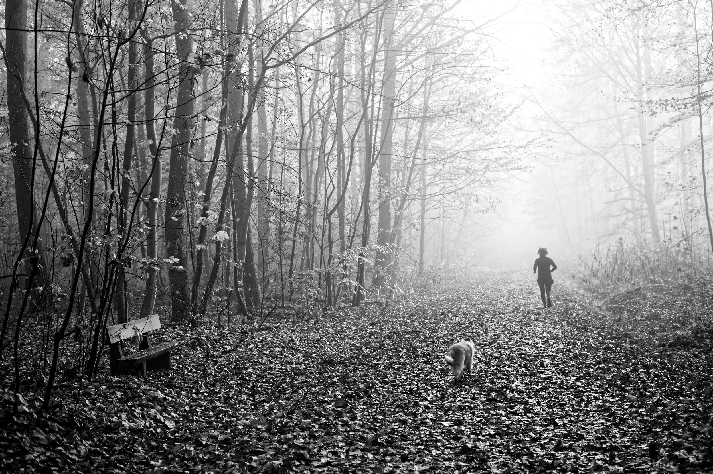 2025 11 16 Nebelwald 05 2500x1663