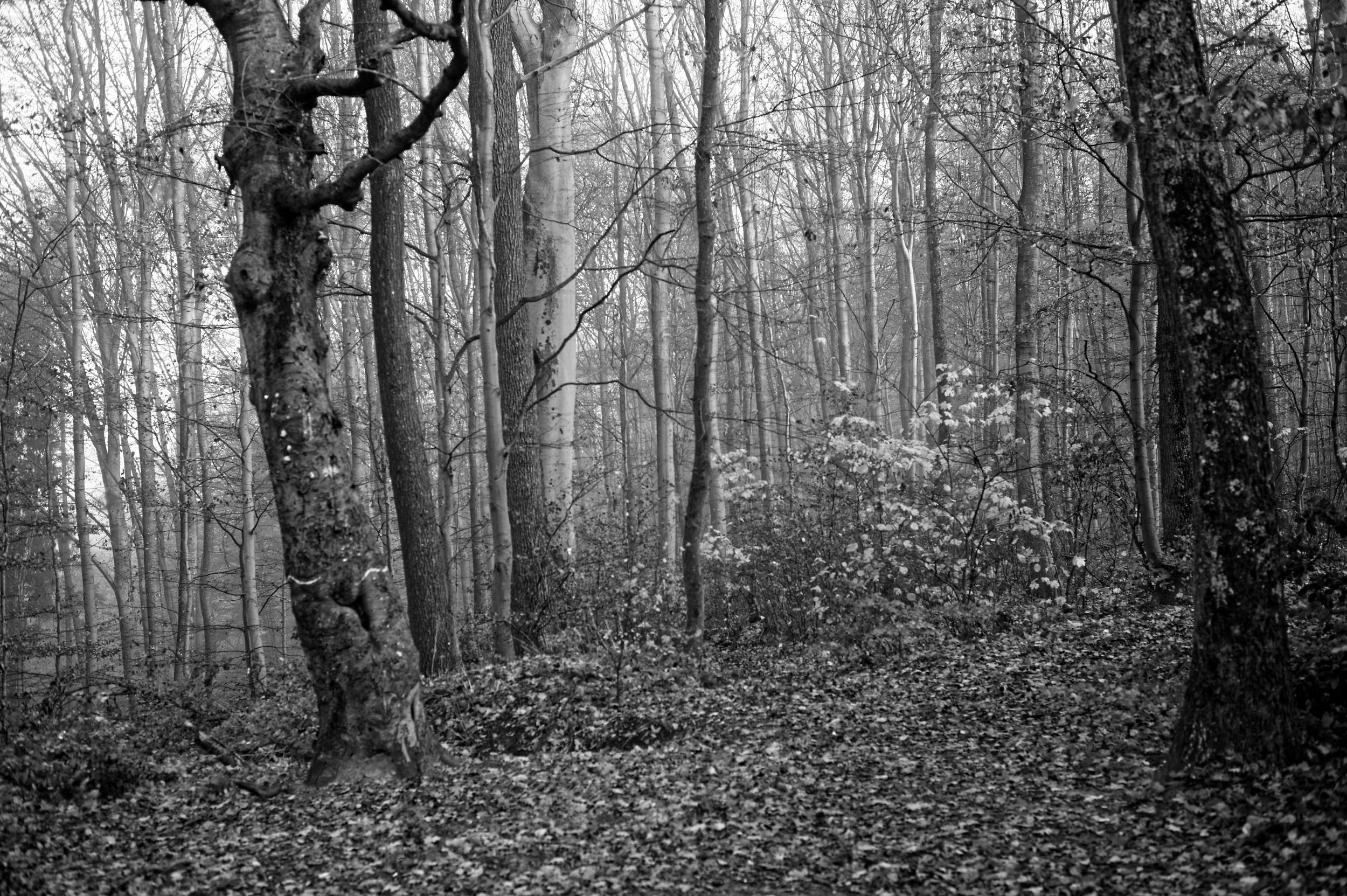 2025 11 16 Nebelwald 06 2500x1663