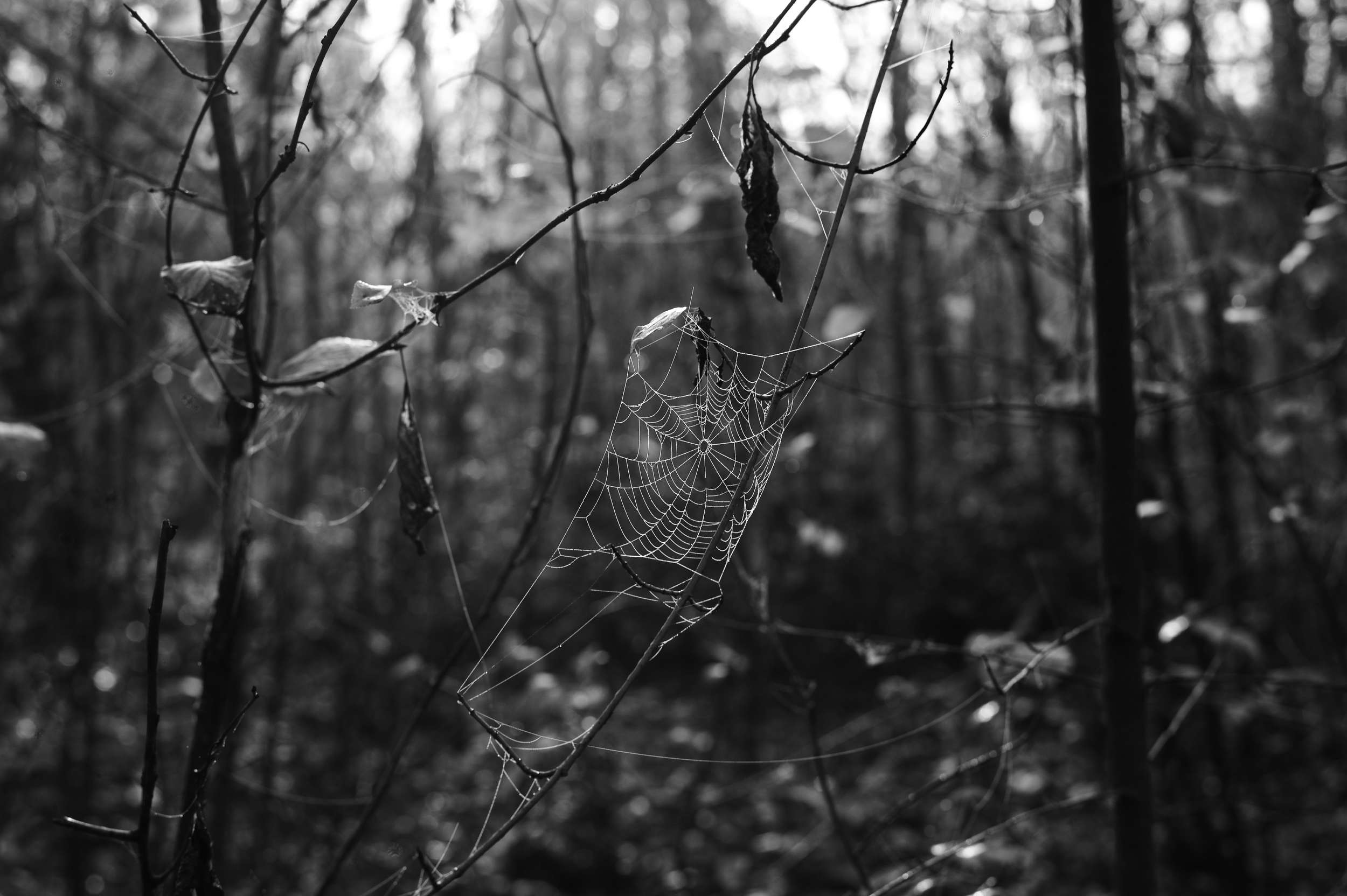 2025 11 16 Nebelwald 07 2500x1664