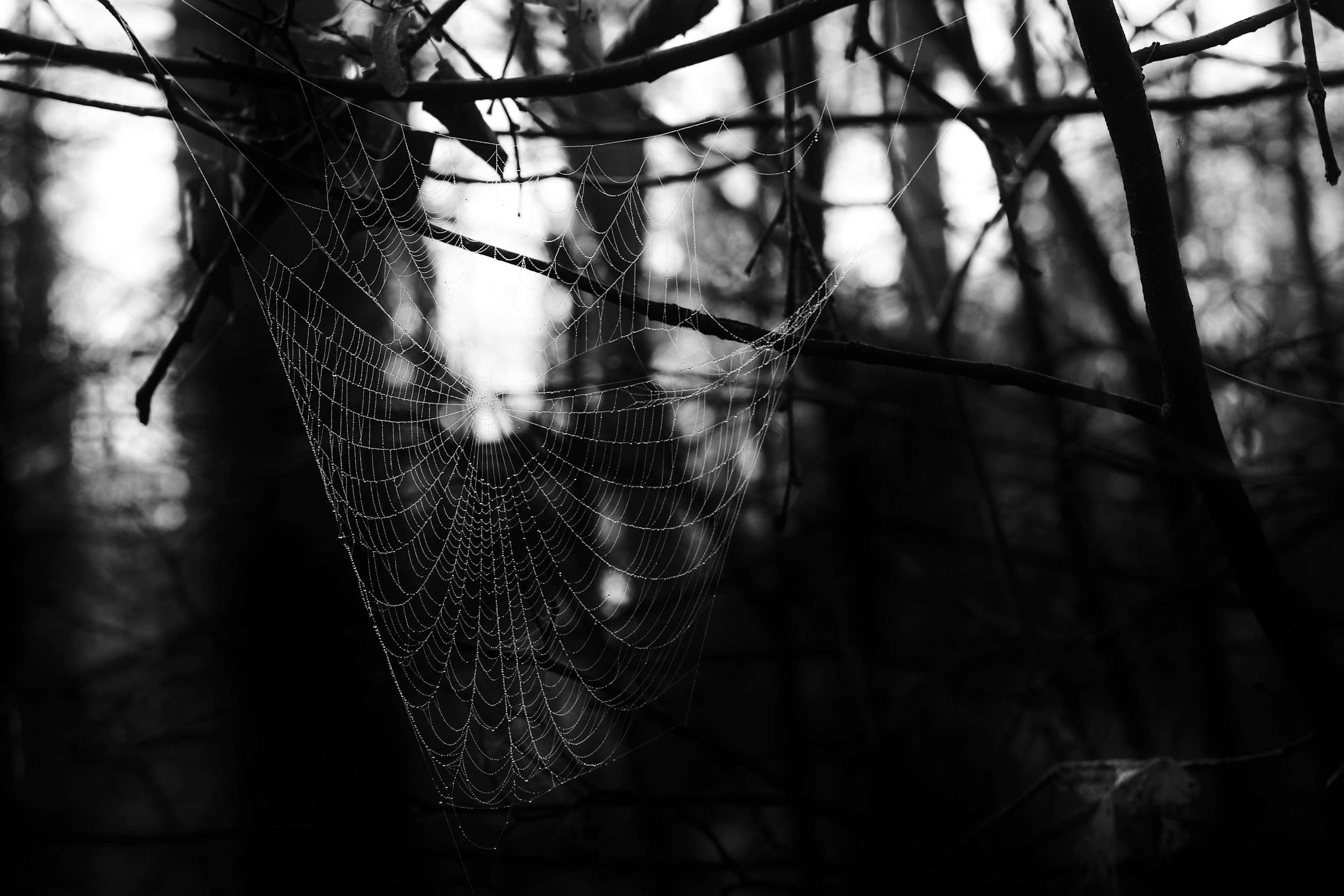 2025 11 16 Nebelwald 08 2500x1667