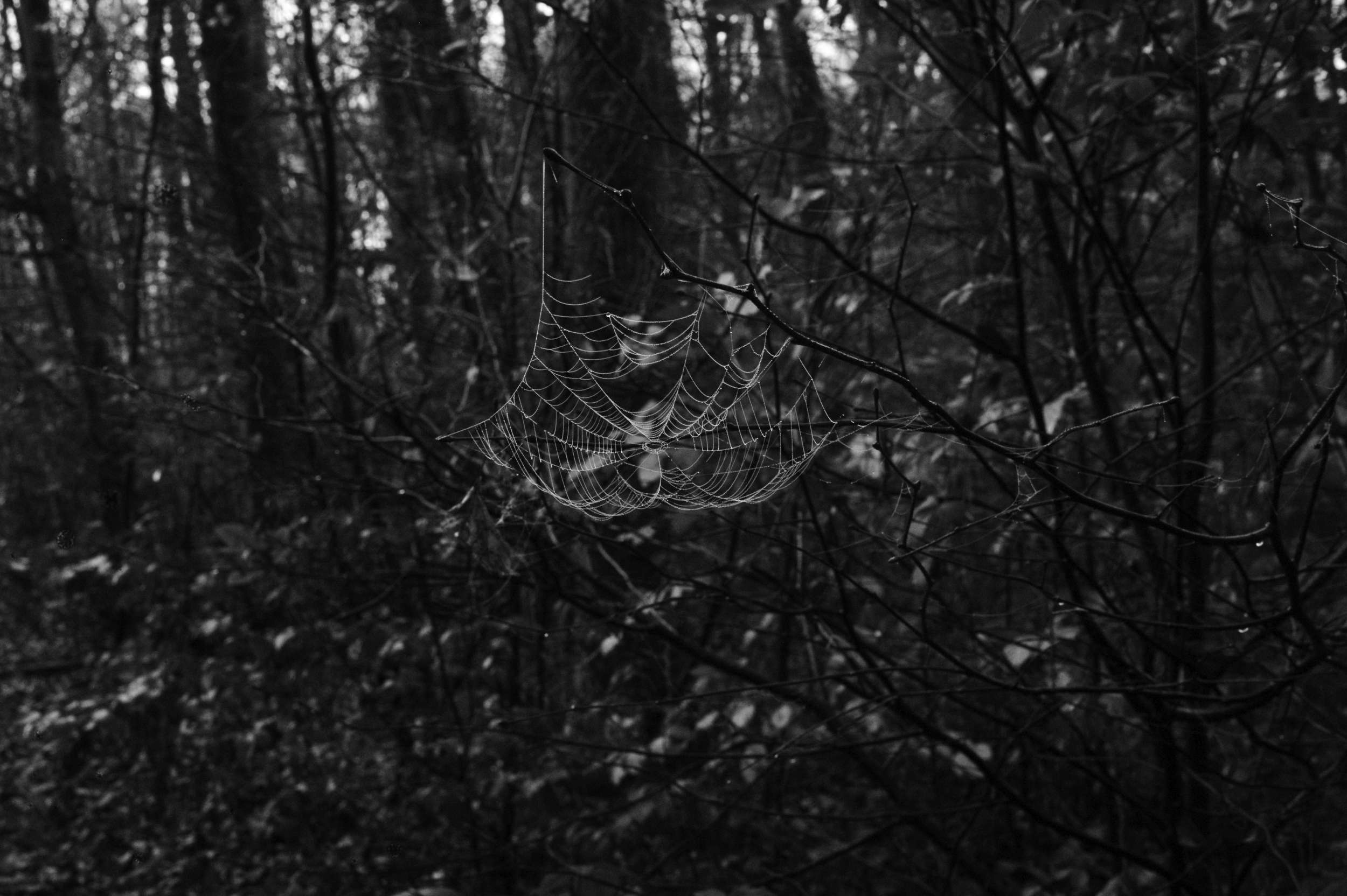 2025 11 16 Nebelwald 09 2500x1664