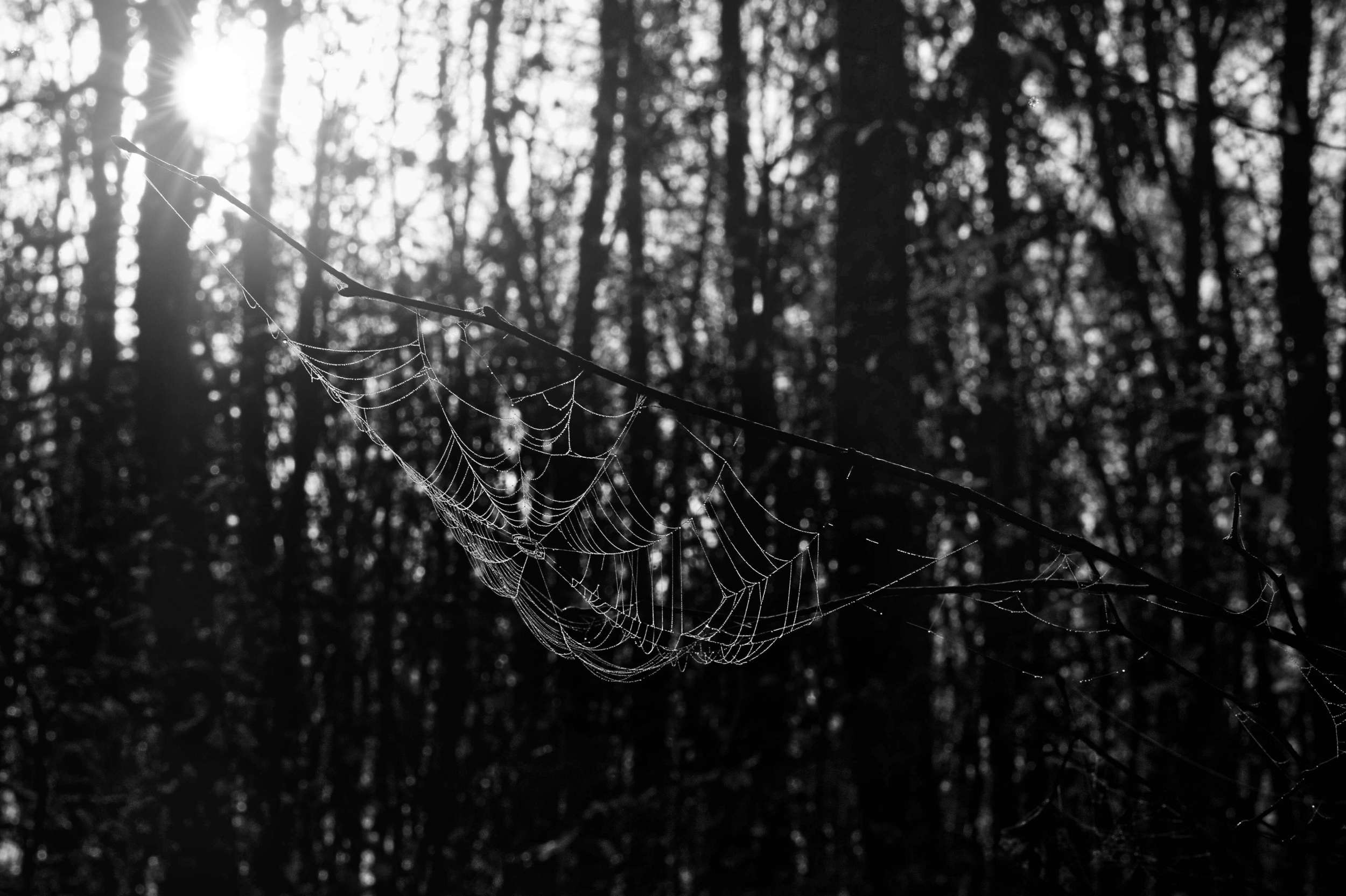 2025 11 16 Nebelwald 10 2500x1666