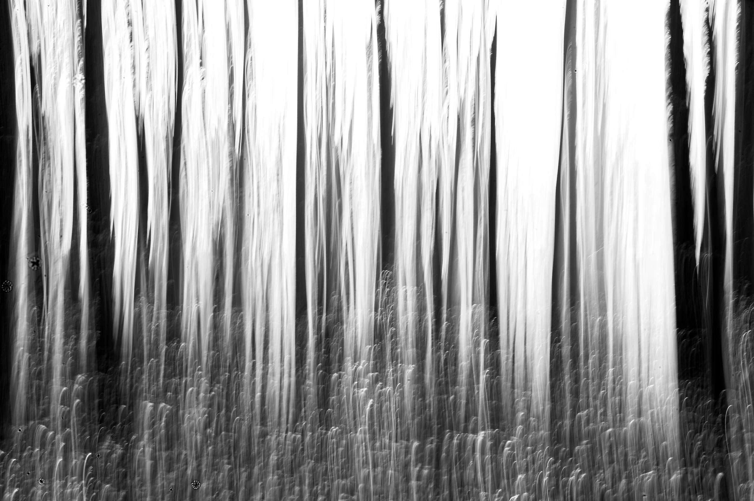 2025 11 16 Nebelwald 11 2500x1662