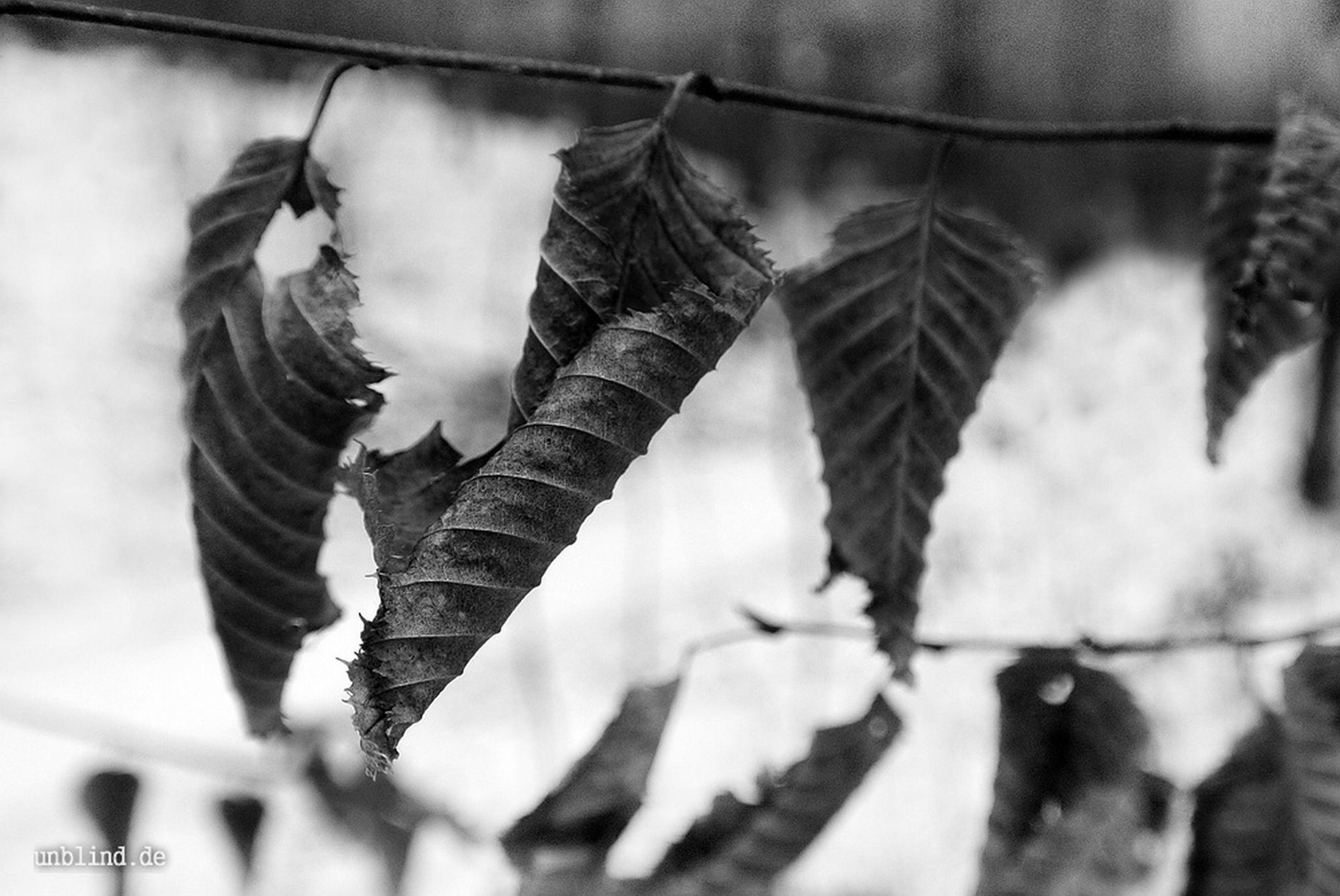 8394917599 c8f765fbc7 o