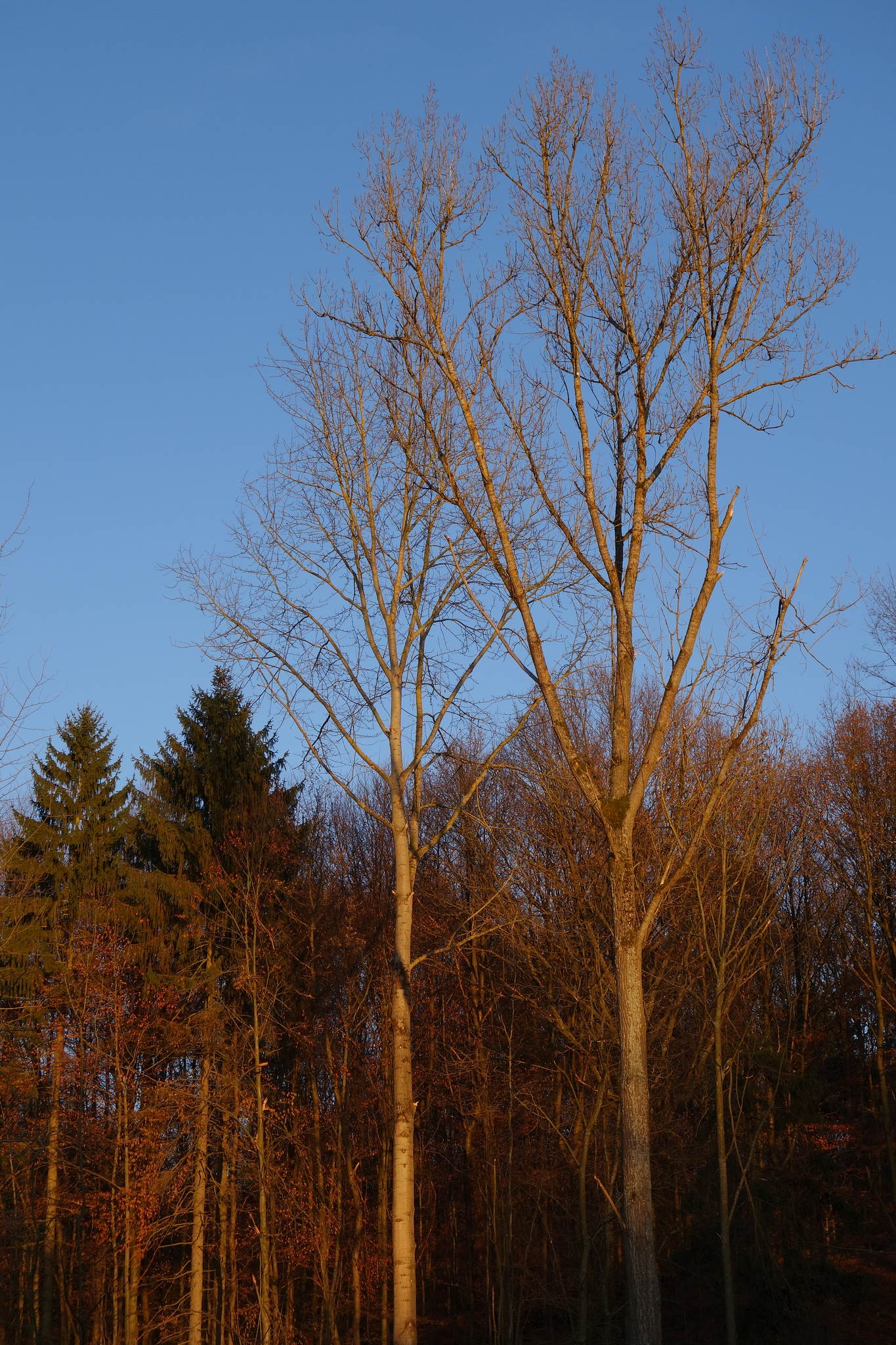 Abendglhen 1 11185063916 o