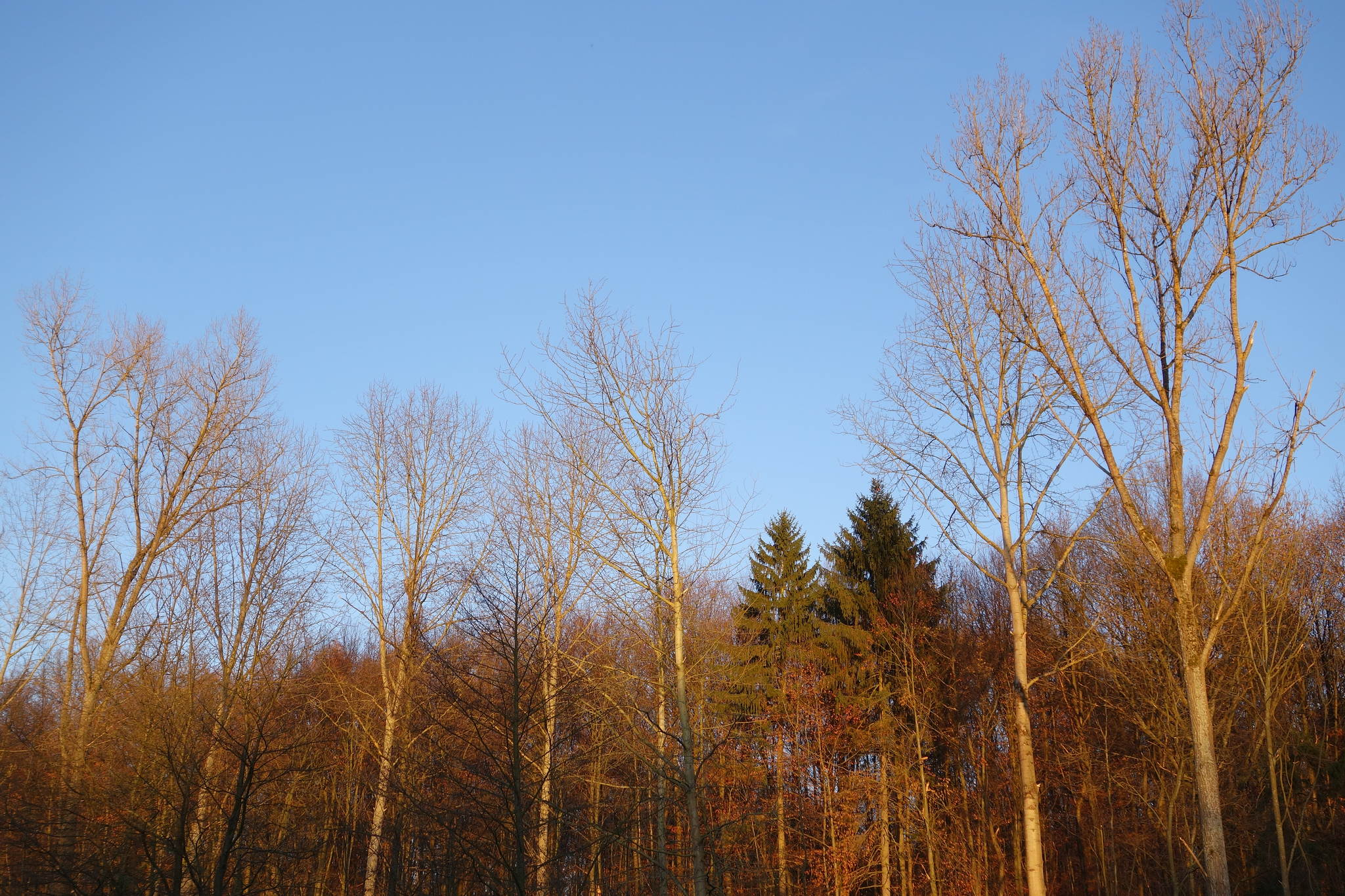 Abendglhen 2 11185058506 o