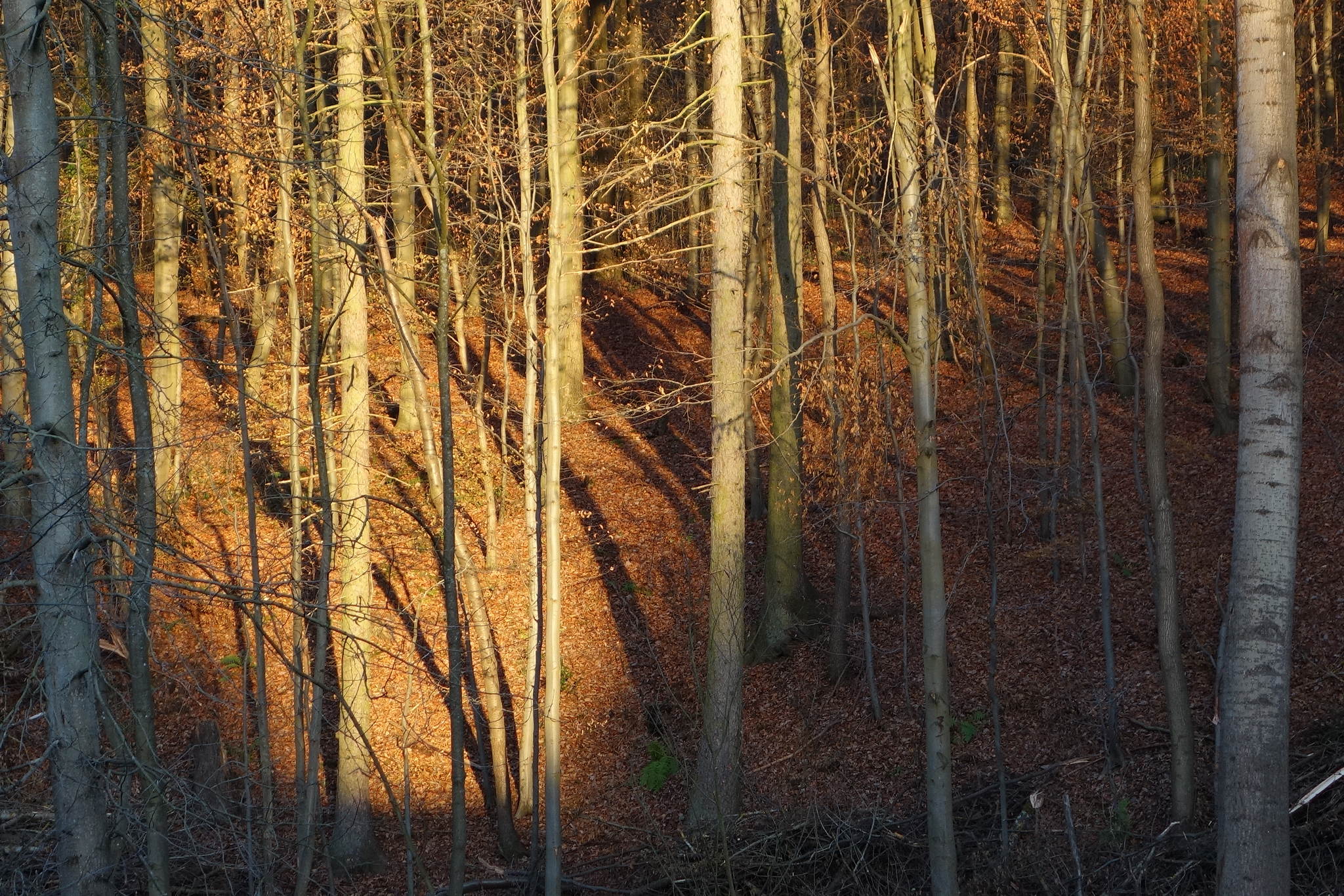 Abendglhen 3 11185053656 o