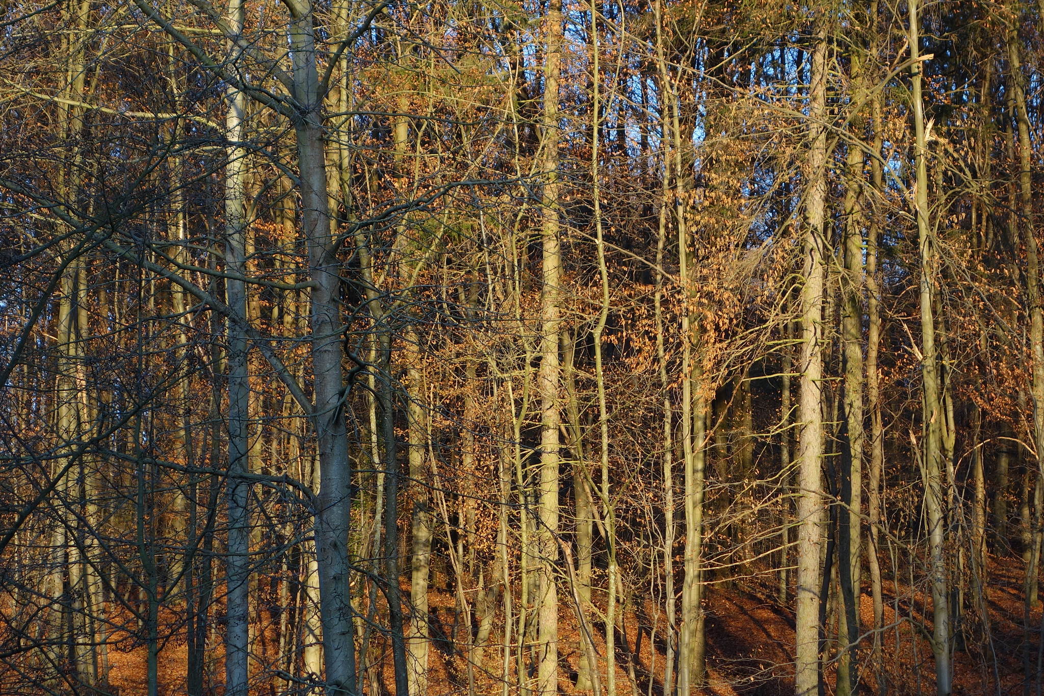 Abendglhen 4 11185049174 o