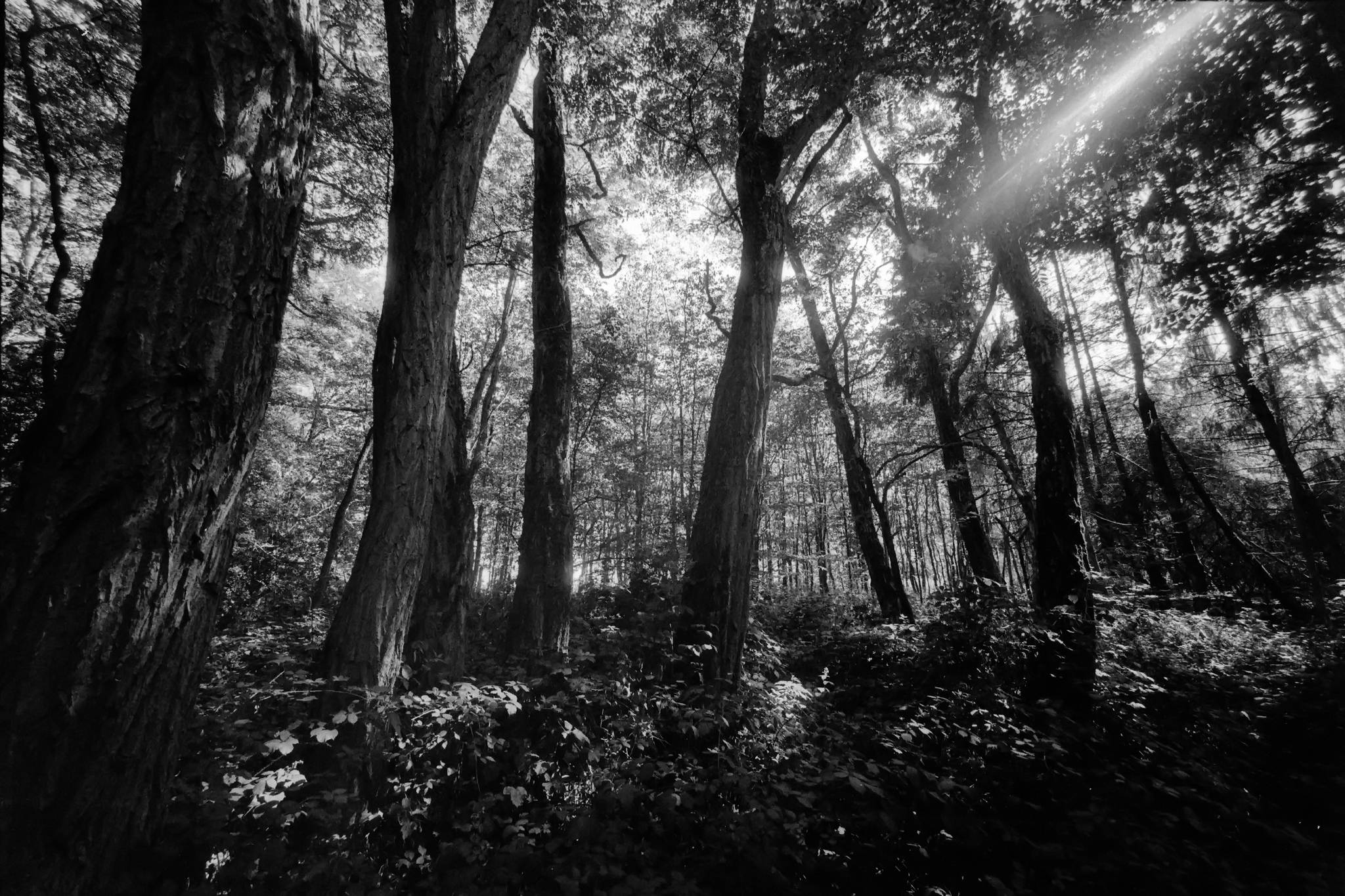 Bessa l foma400 2 48768782458 o