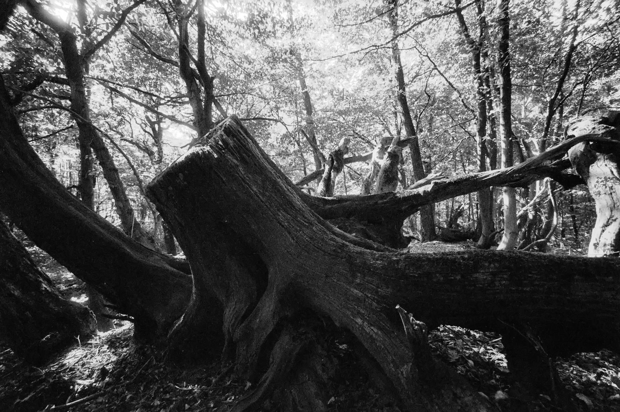 Bessa l foma400 3 48769314247 o