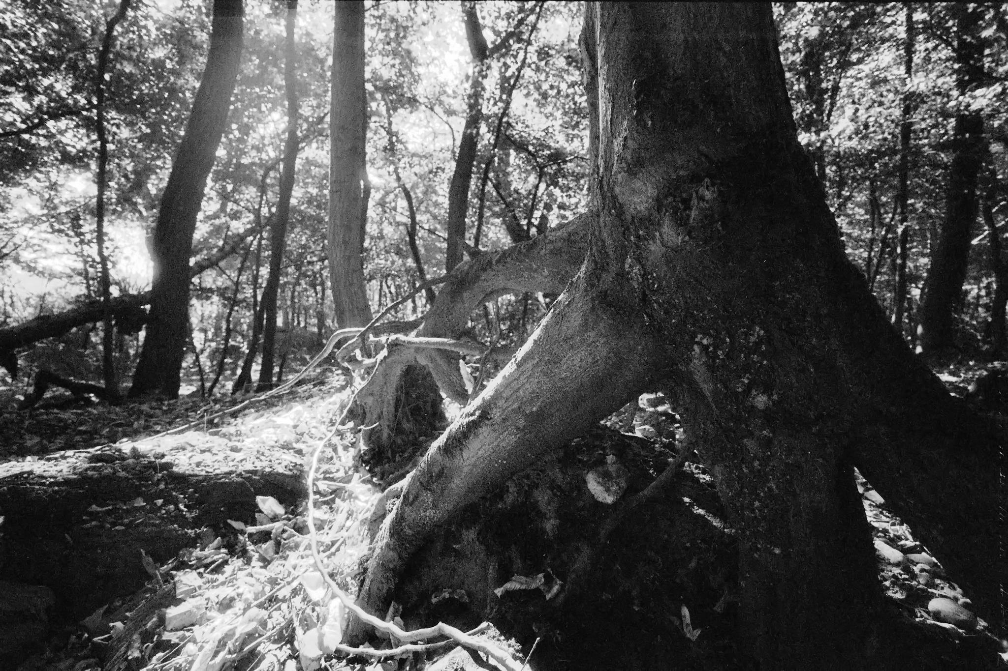 Bessa l foma400 4 48769314017 o