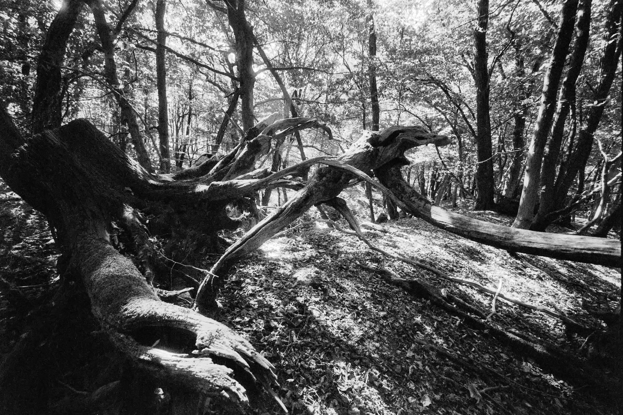 Bessa l foma400 5 48768781768 o