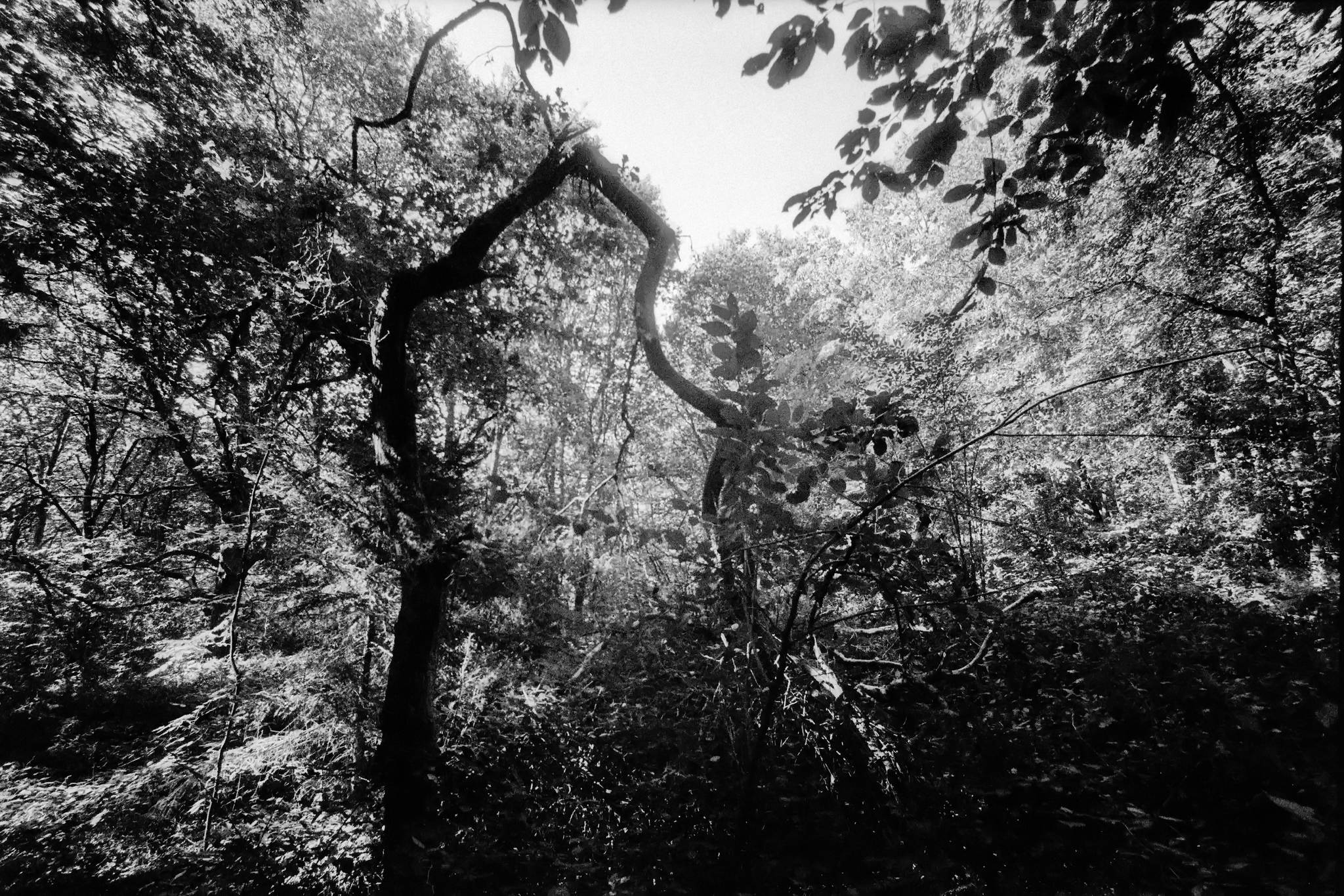 Bessa l foma400 6 48769313442 o