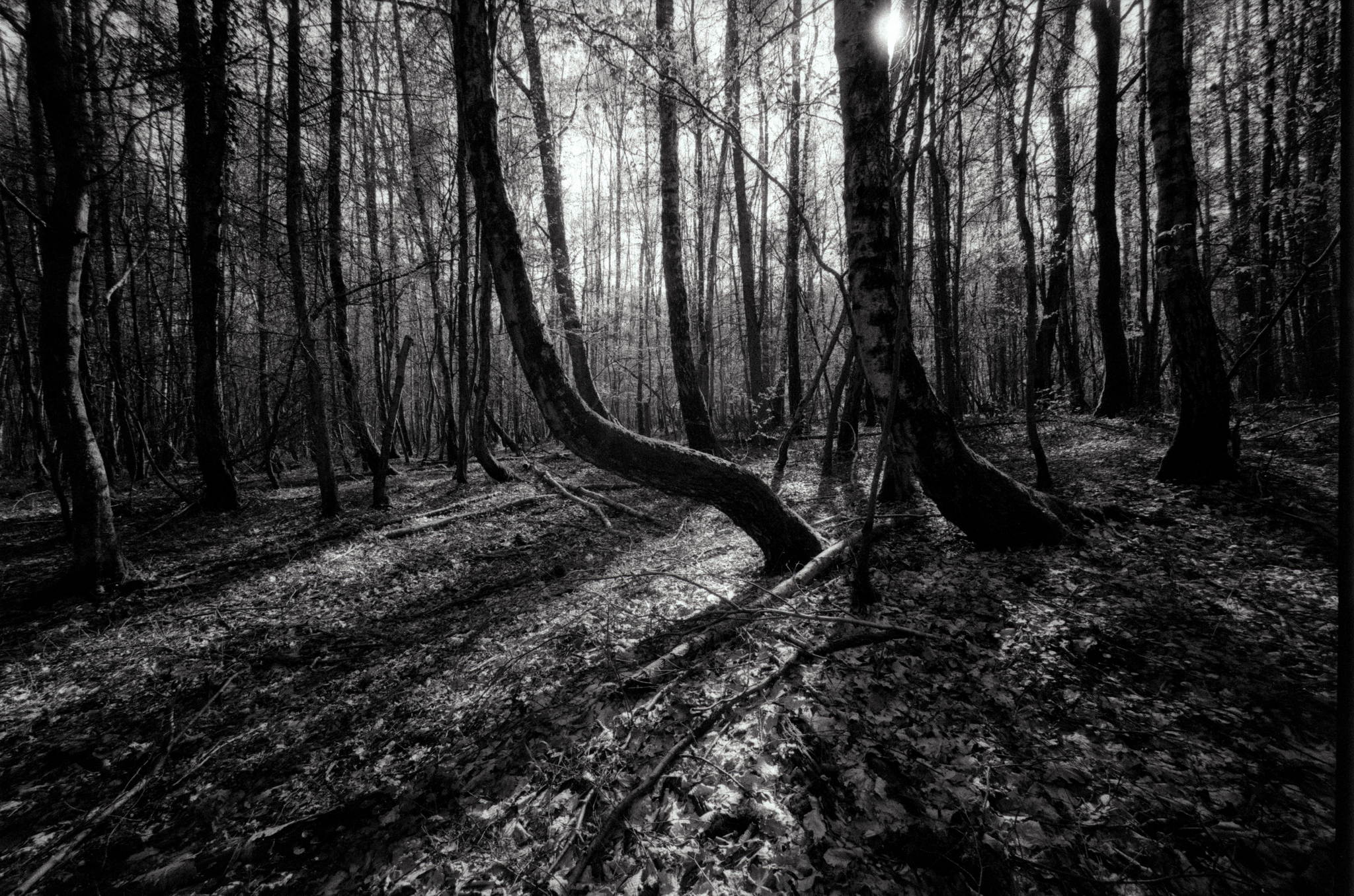 Bessa l heliar 15mm  foma 400 02 46681746105 o