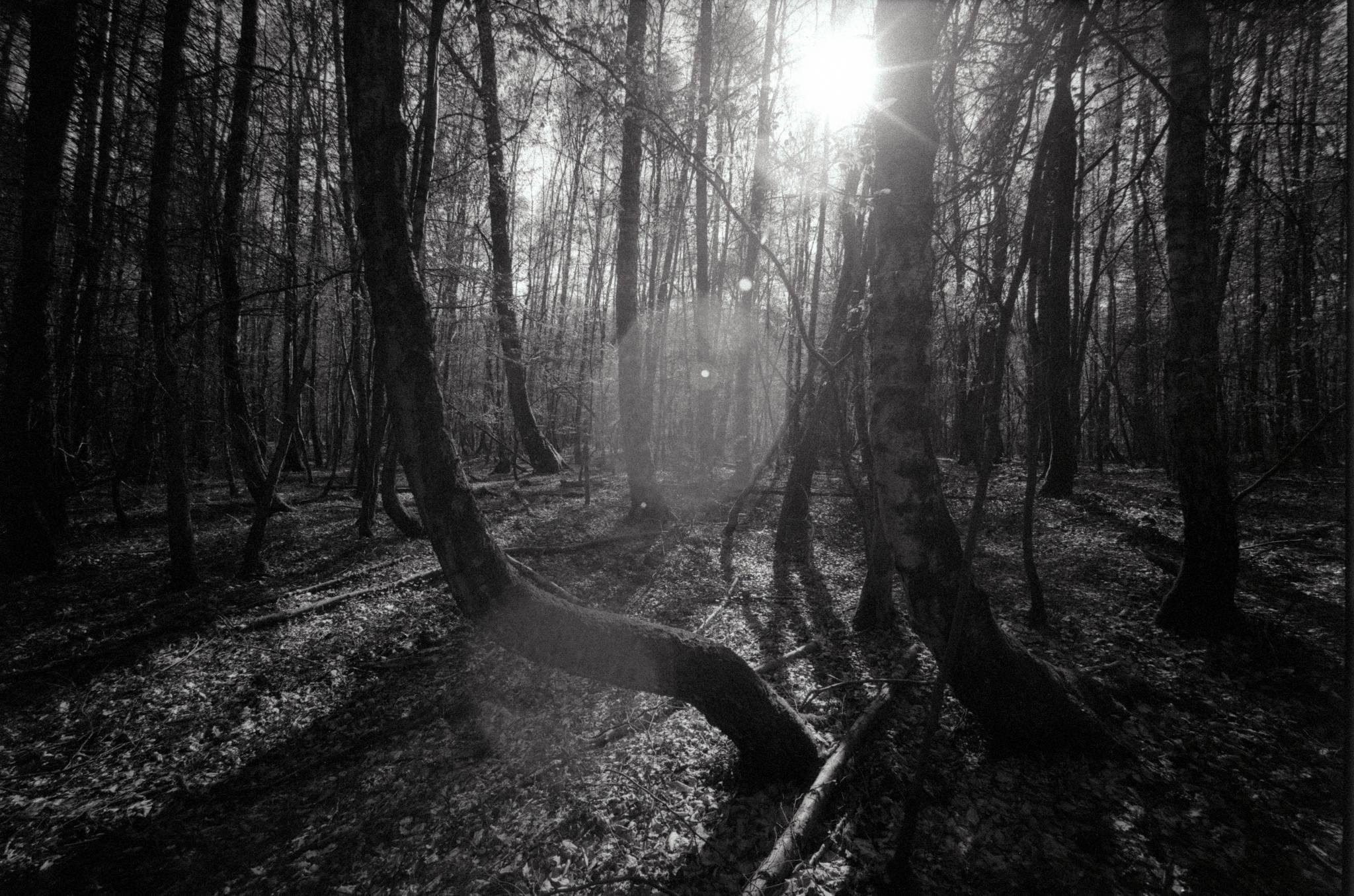 Bessa l heliar 15mm  foma 400 04 47597408621 o