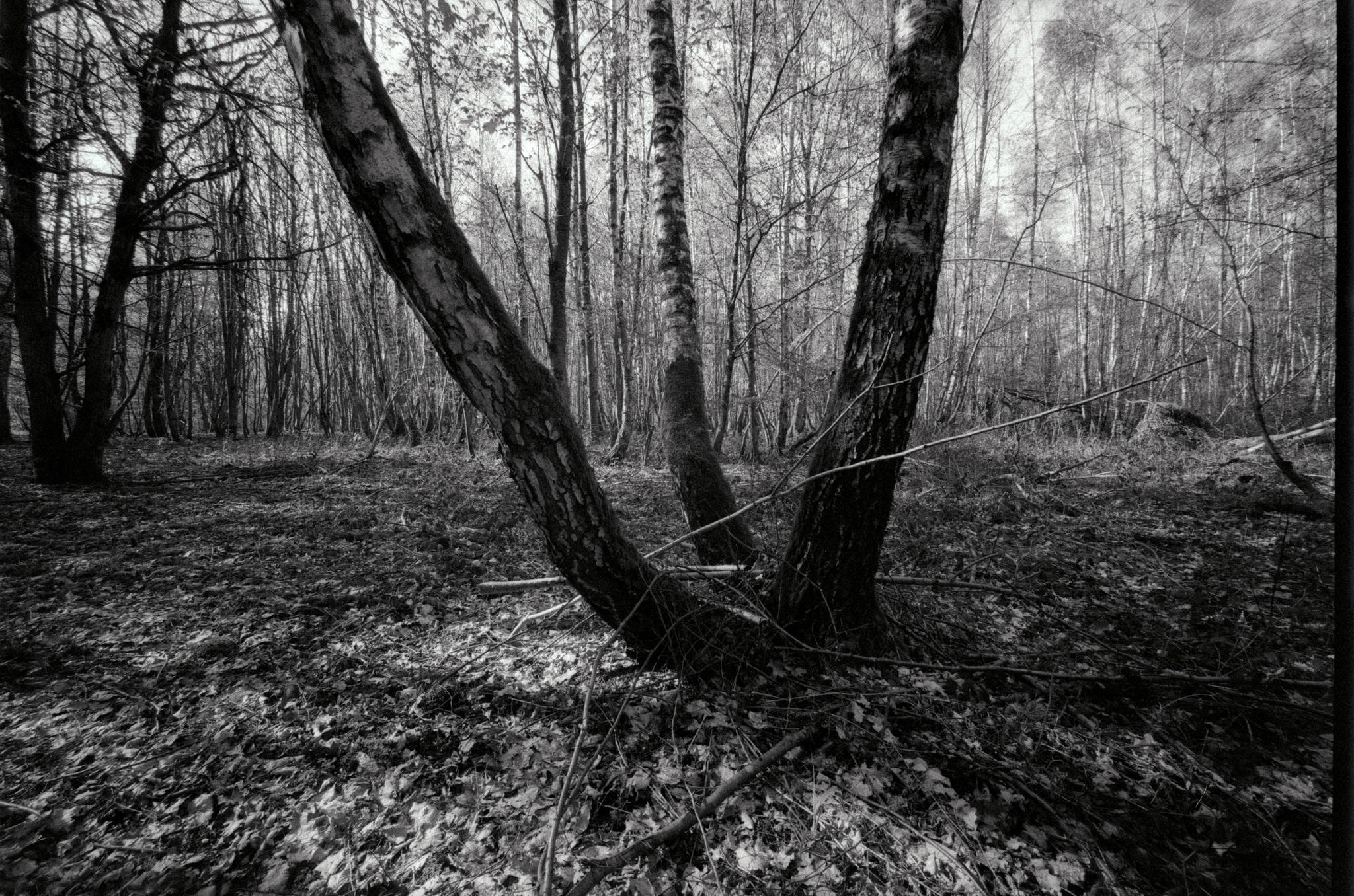 Bessa l heliar 15mm  foma 400 09 33720365228 o