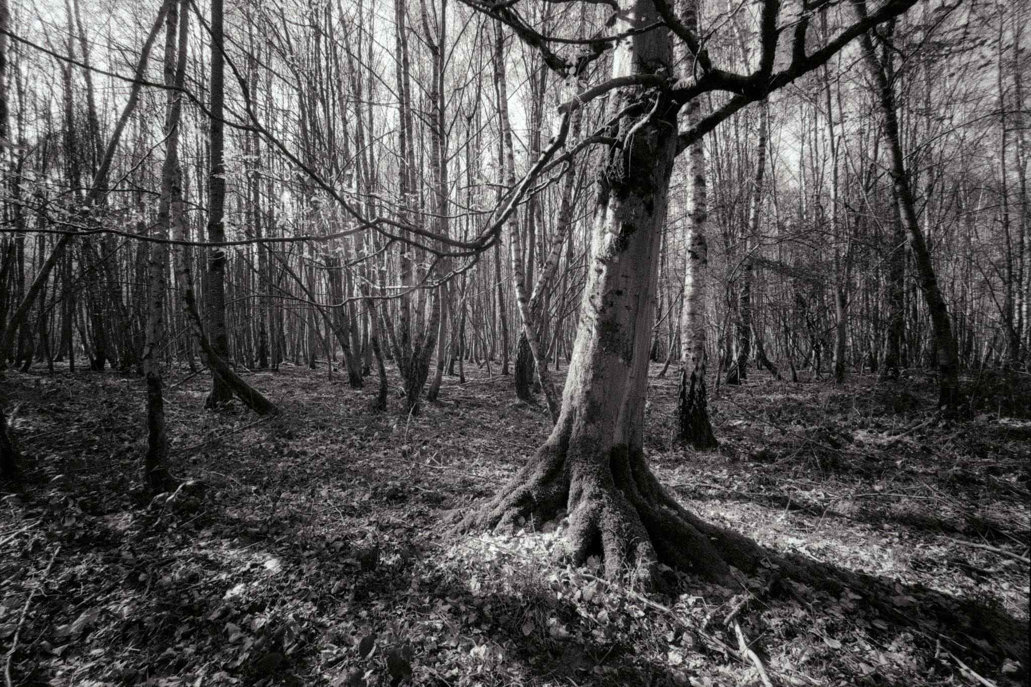 Bessa l heliar 15mm  foma 400 12 47597409761 o