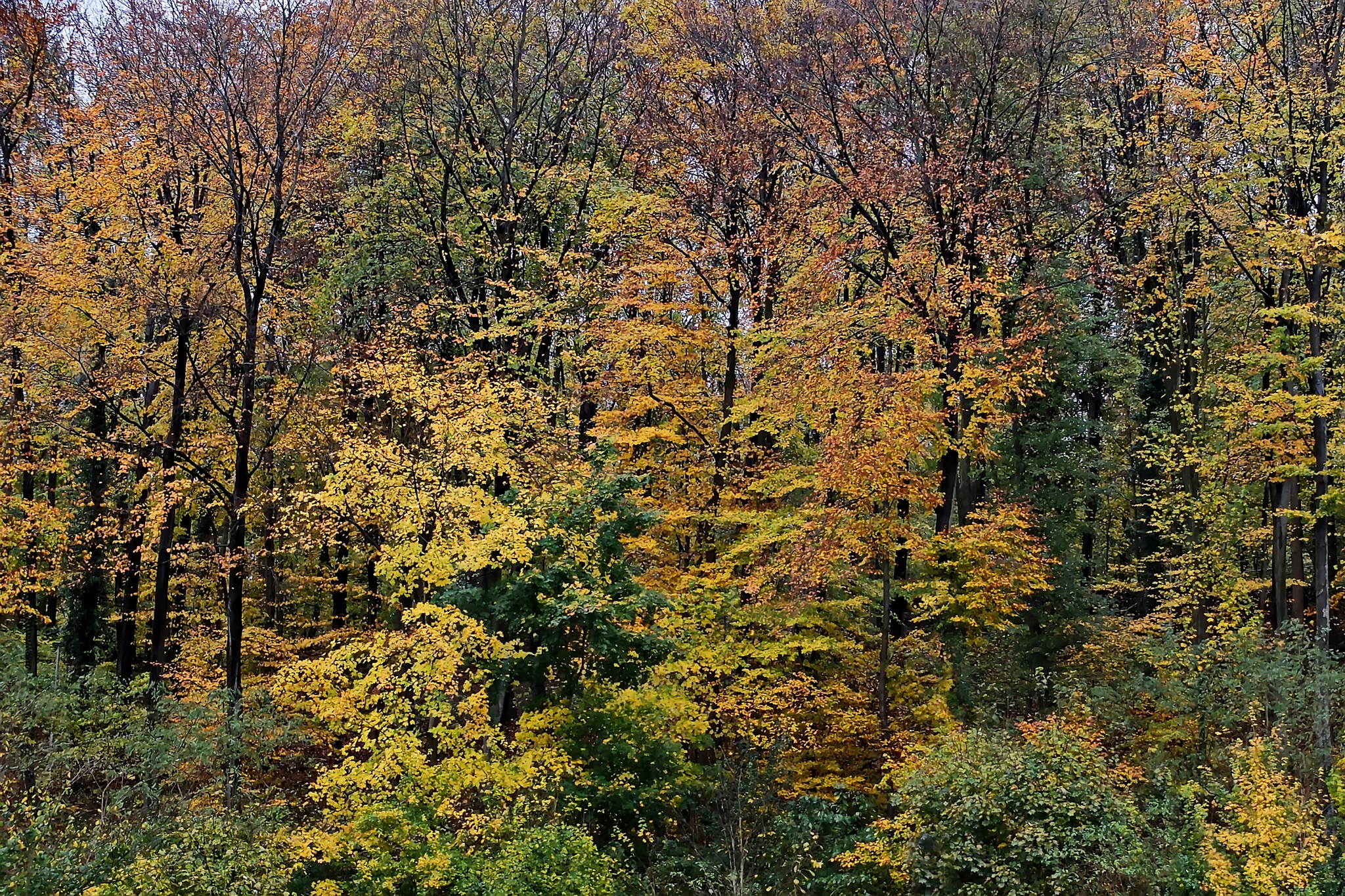Bevor die letzten bltter weg sind 10794092513 o