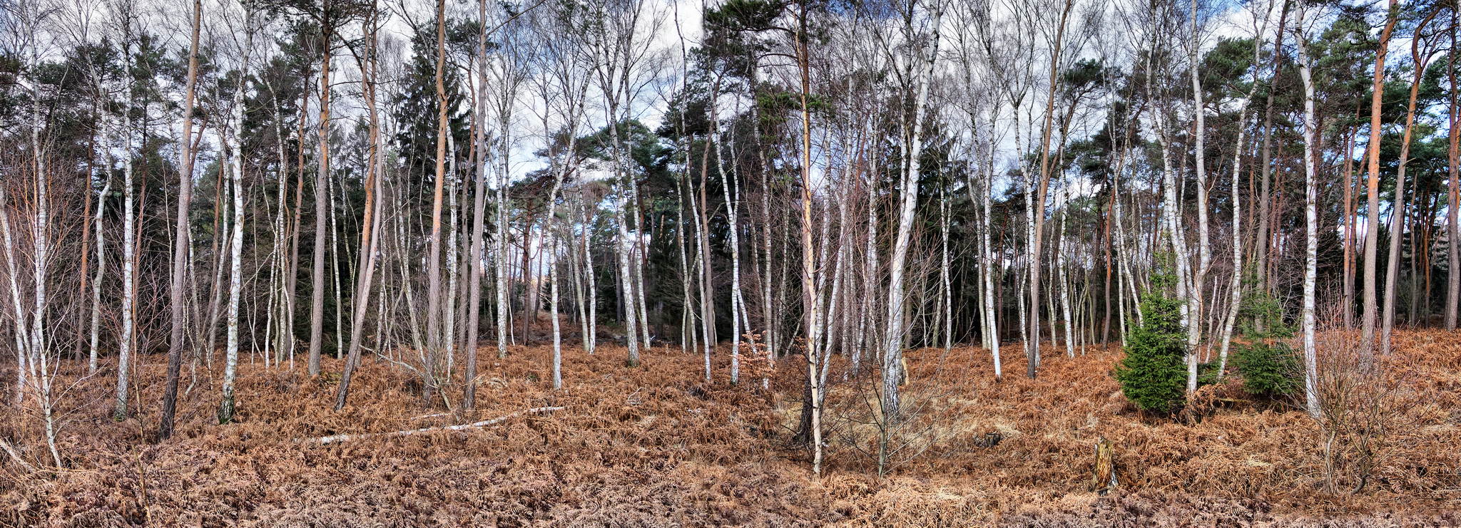 Birkenwald 11841975516 o